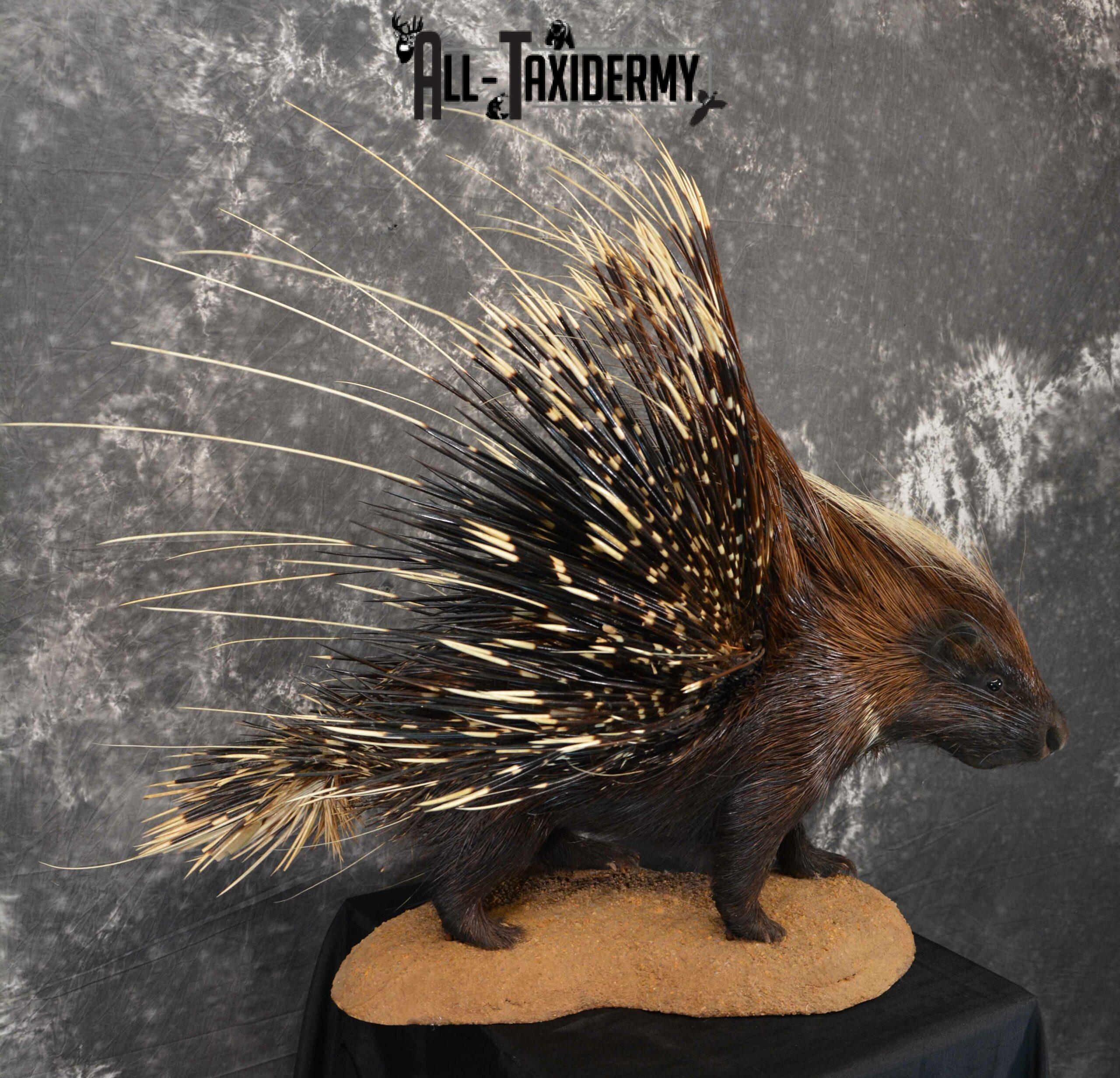 African Crested Porcupine taxidermy mount for sale SKU 1138 - Image 3