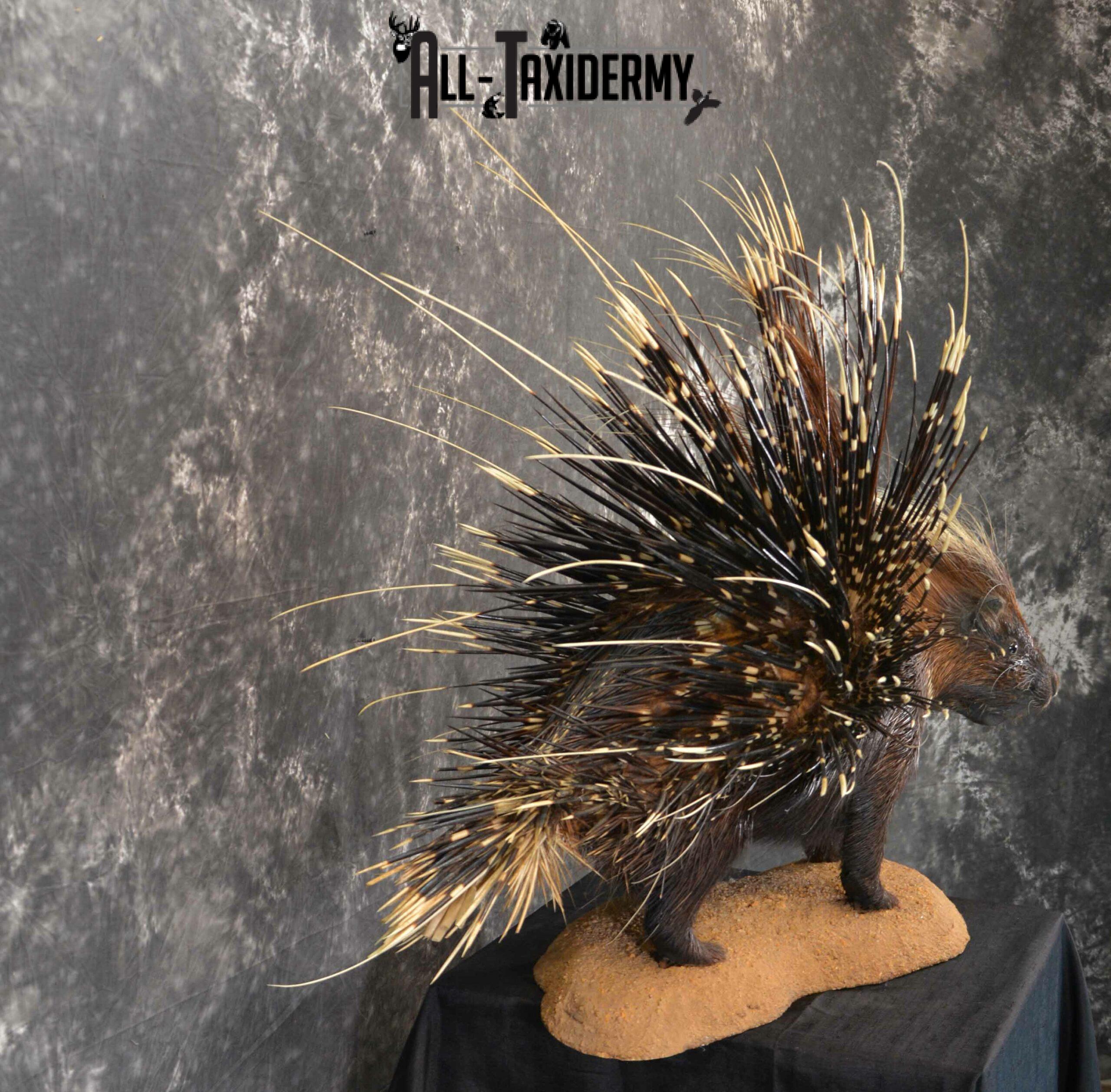African Crested Porcupine taxidermy mount for sale SKU 1138 - Image 6