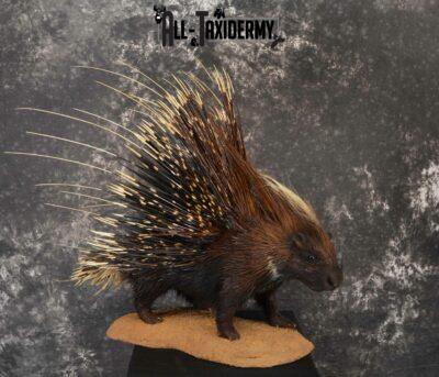 porcupine taxidermy