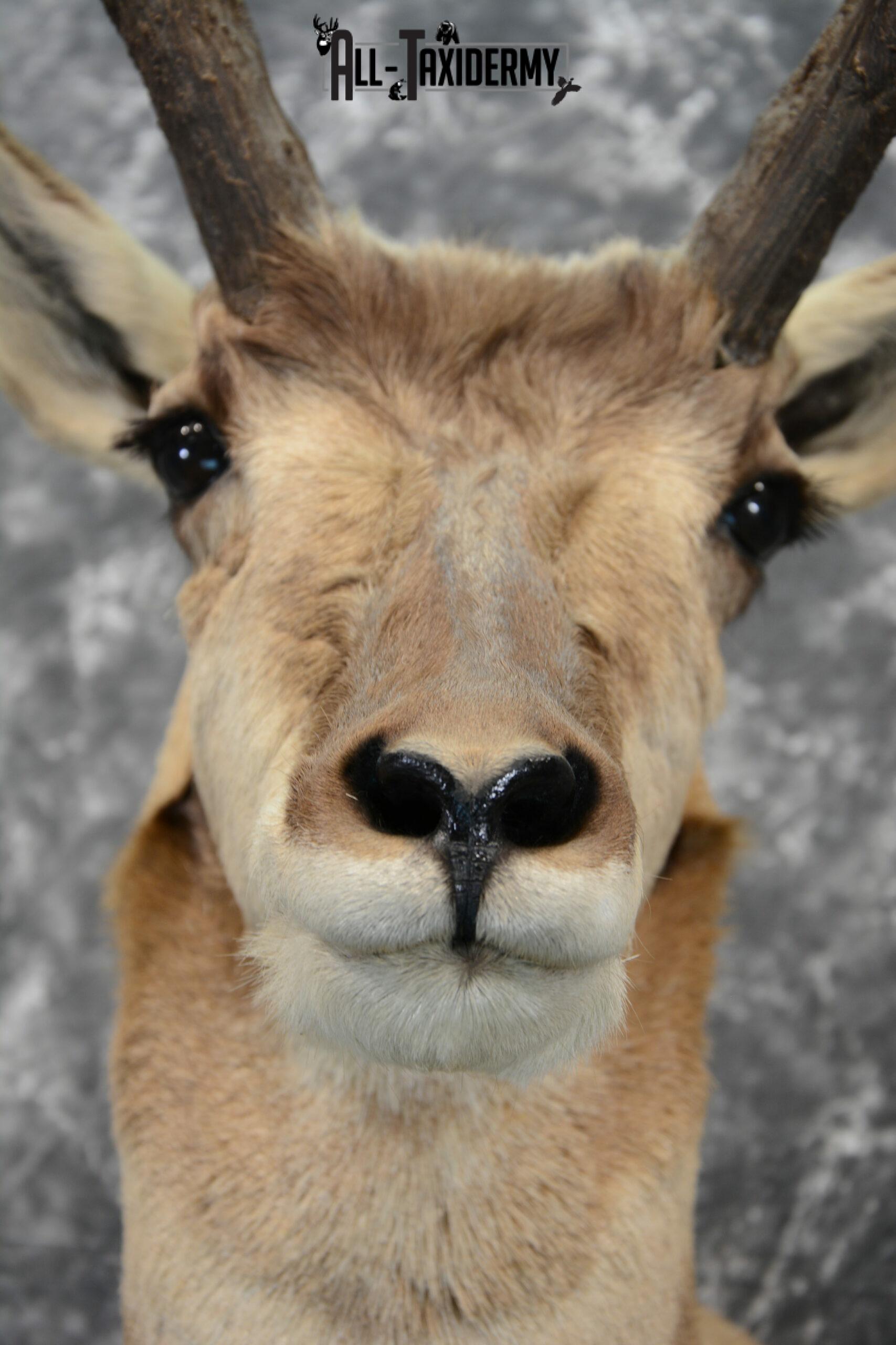 Pronghorn Antelope Taxidermy mount for sale SKU 1080 All Taxidermy