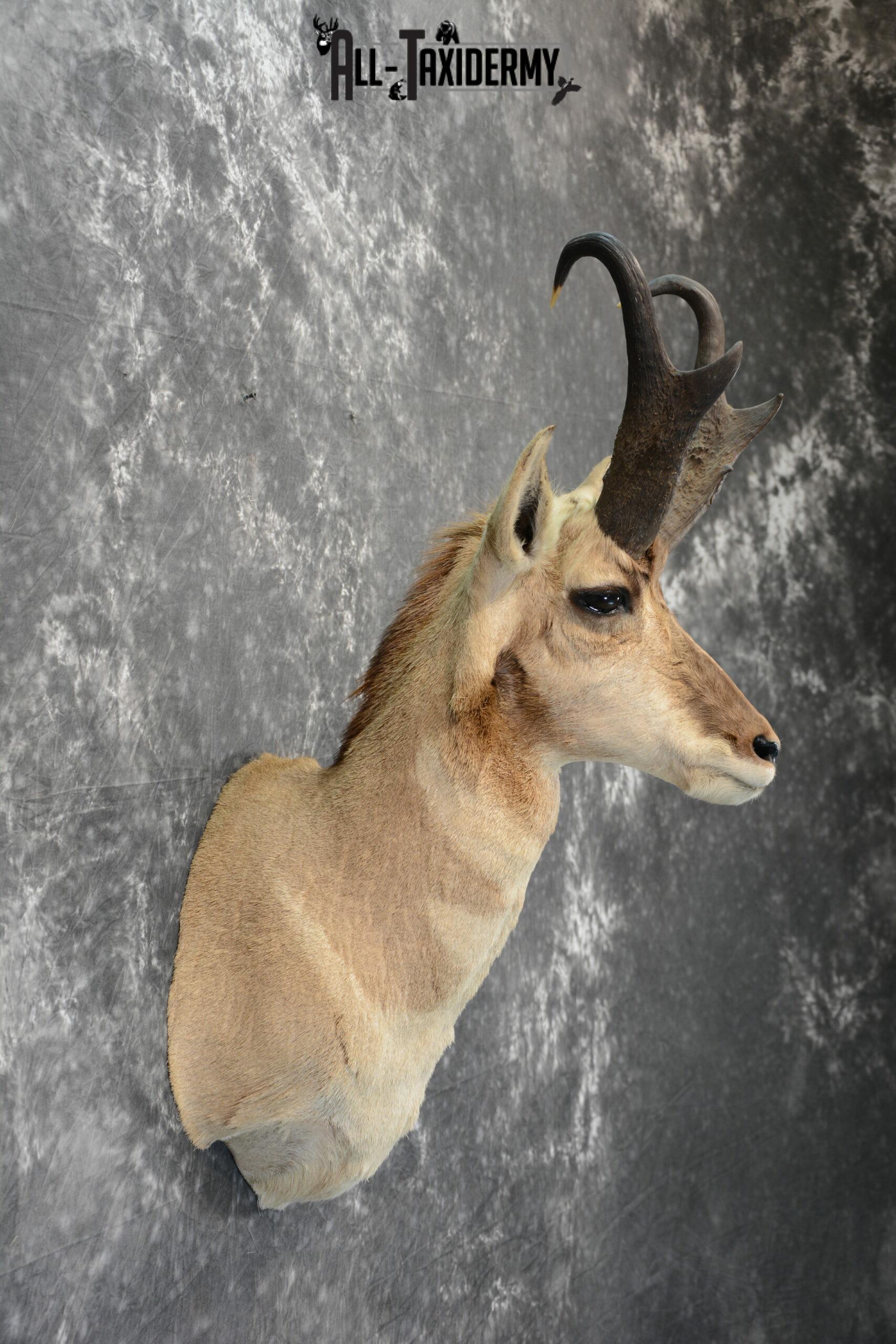 Pronghorn Antelope Taxidermy mount for sale SKU 1080 - All Taxidermy