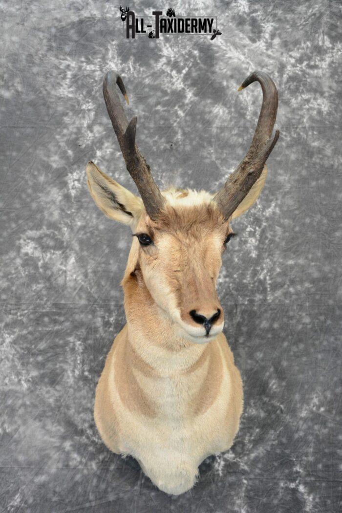 pronghorn antelope mount