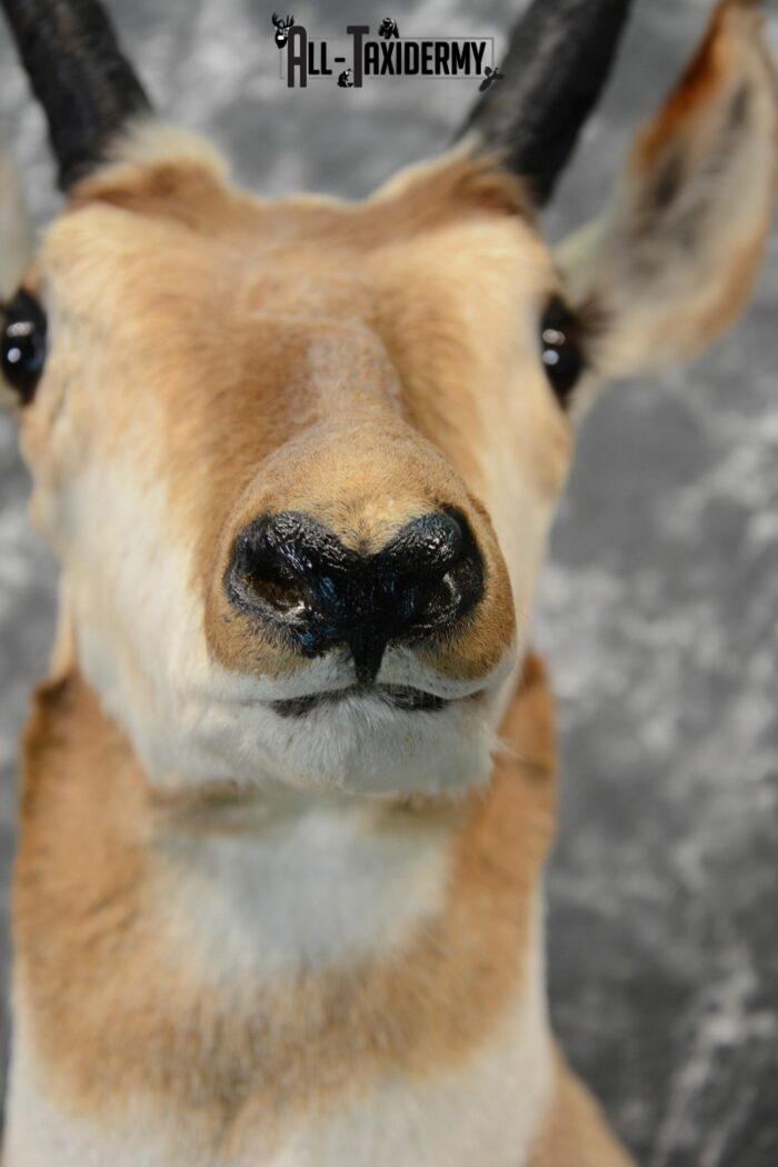 pronghorn antelope taxidermy