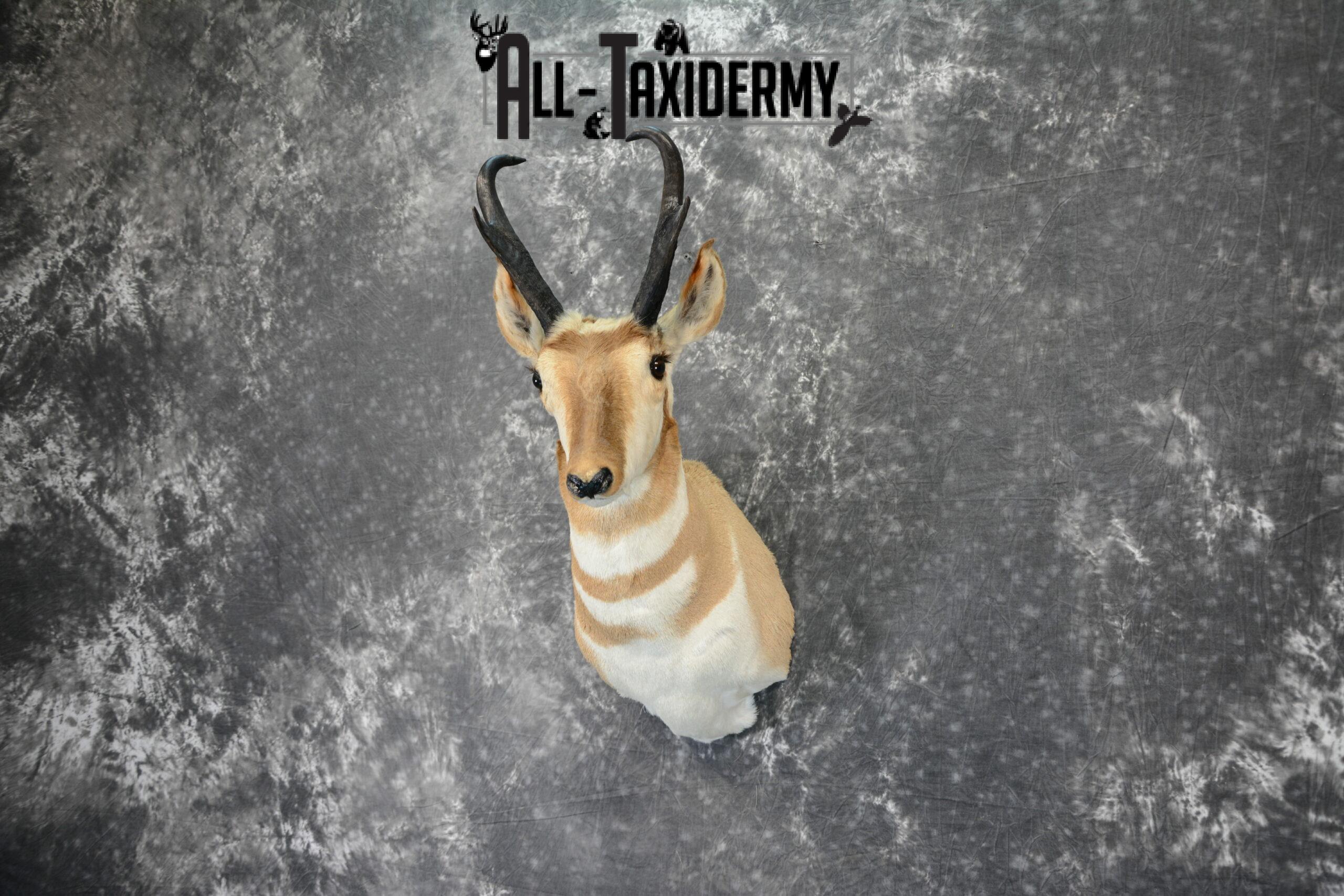 Pronghorn Antelope Taxidermy mount for Sale SKU 1092 - Image 3