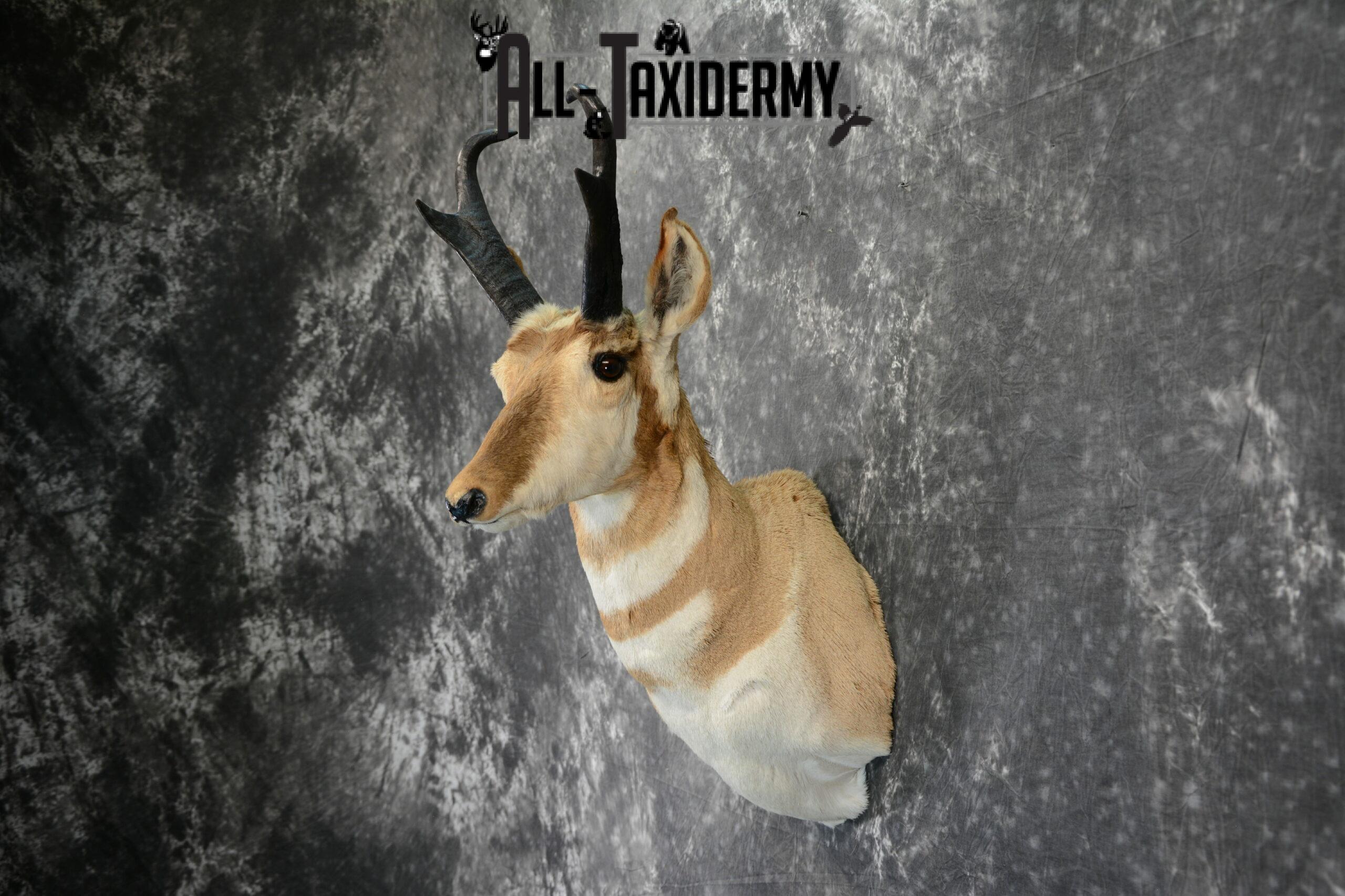 Pronghorn Antelope Taxidermy mount for Sale SKU 1092 - Image 4