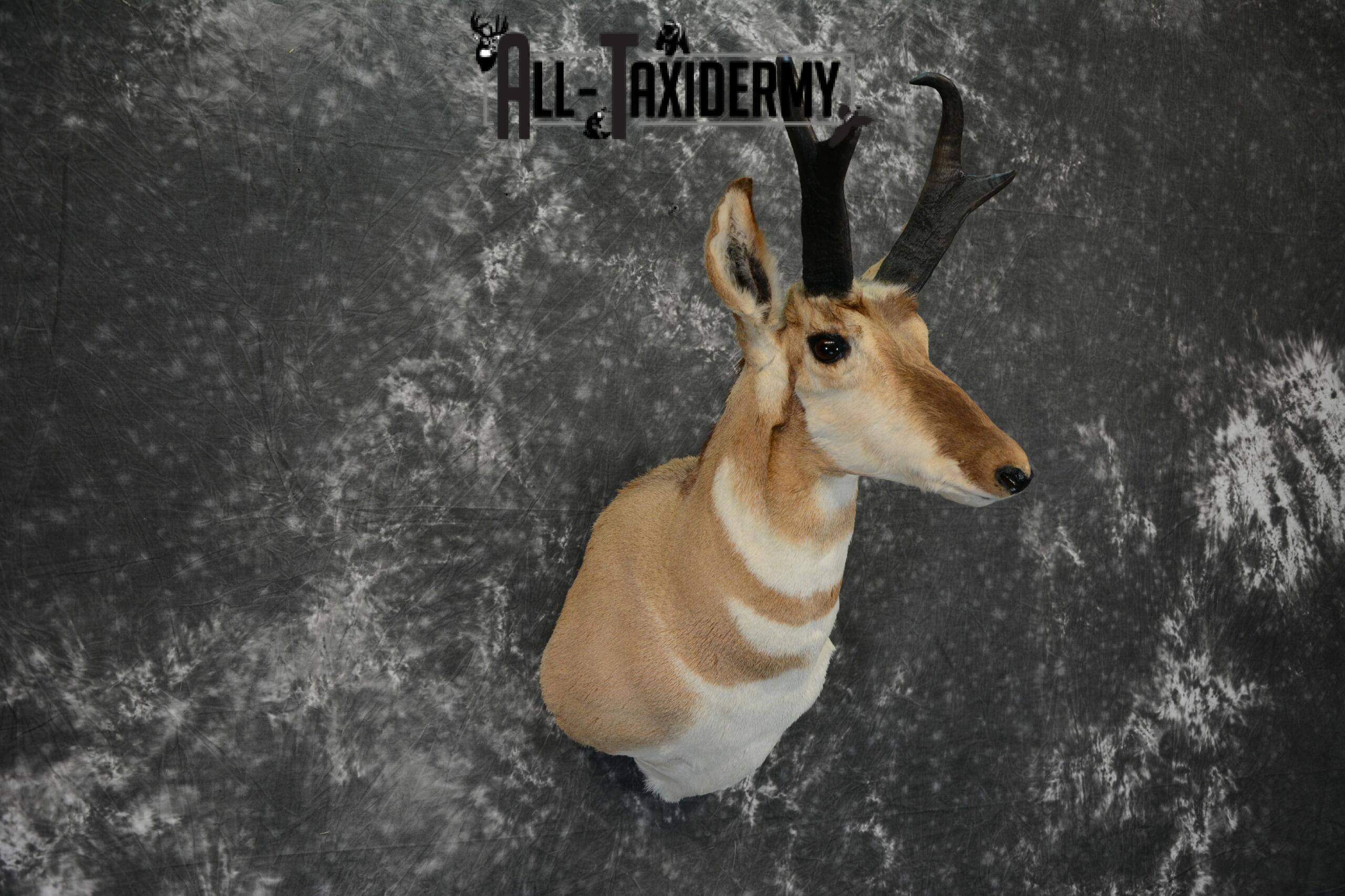 Pronghorn Antelope Taxidermy mount for Sale SKU 1092 - Image 5