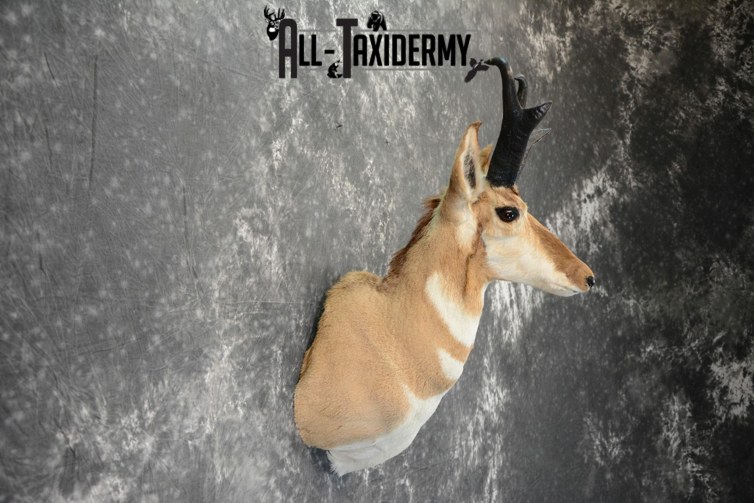 Pronghorn Antelope Taxidermy mount for Sale SKU 1092 - Image 6