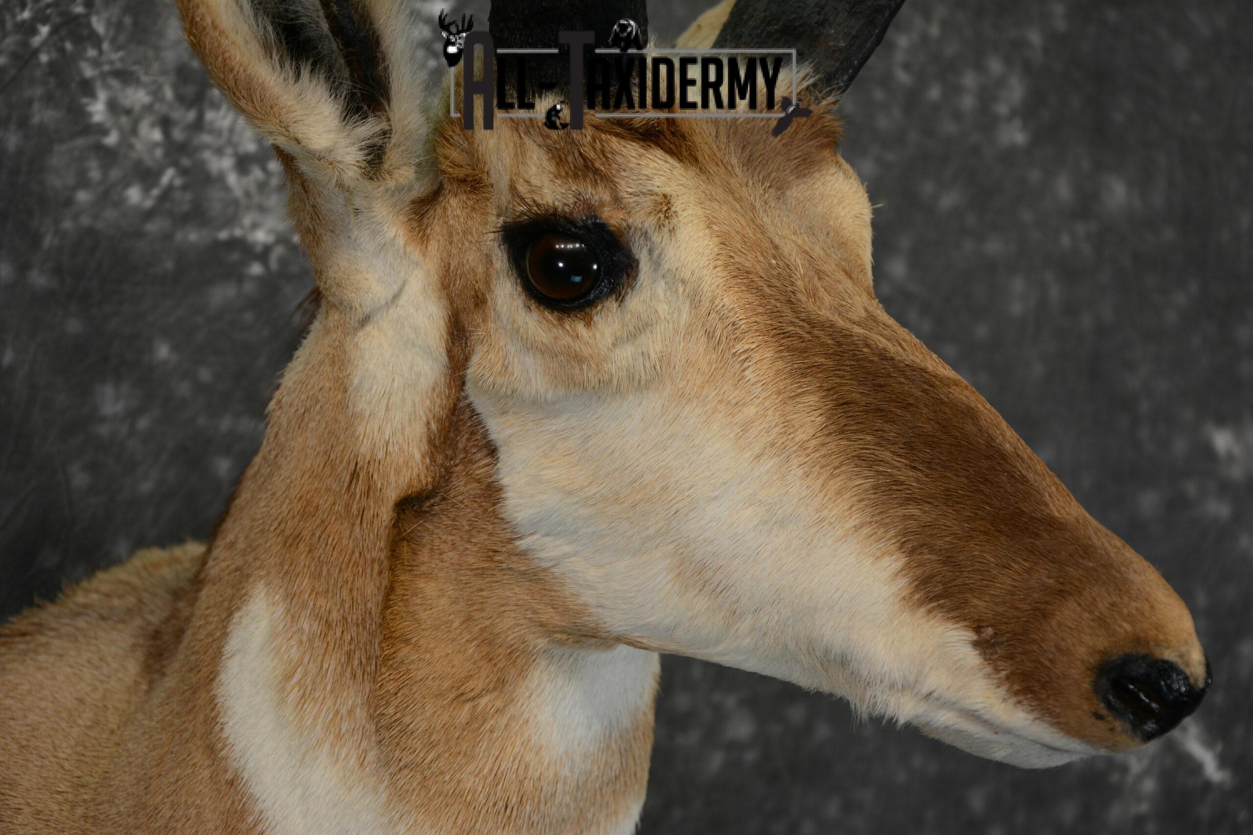 Pronghorn Antelope Taxidermy mount for Sale SKU 1092 - Image 7