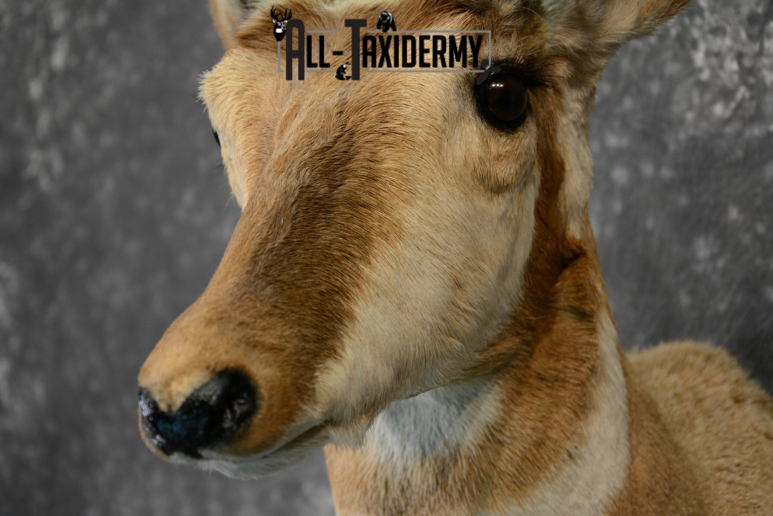 Pronghorn Antelope Taxidermy mount for Sale SKU 1092 - Image 8