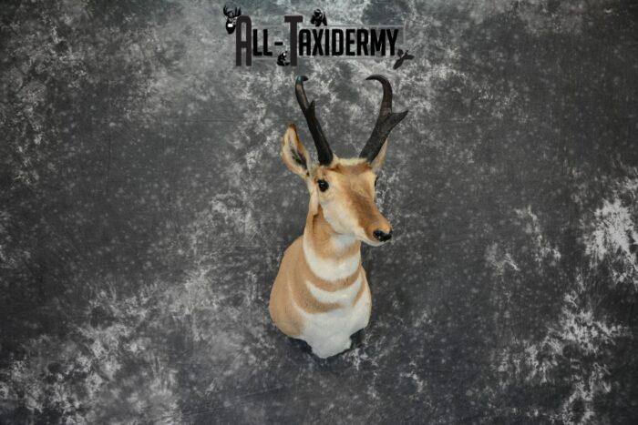 pronghorn antelope taxidermy