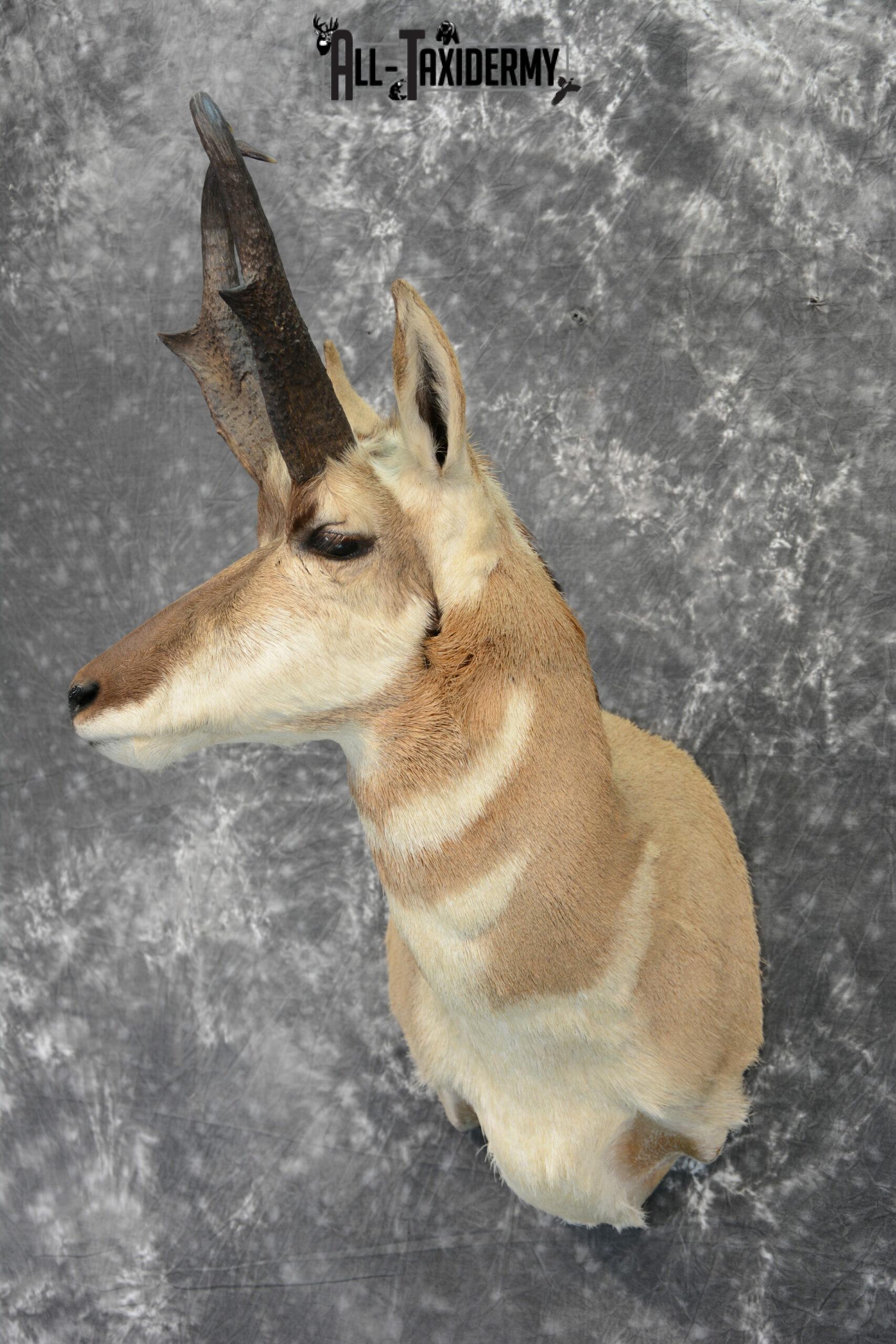 Pronghorn Antelope Taxidermy for Sale SKU 1079 - Image 3