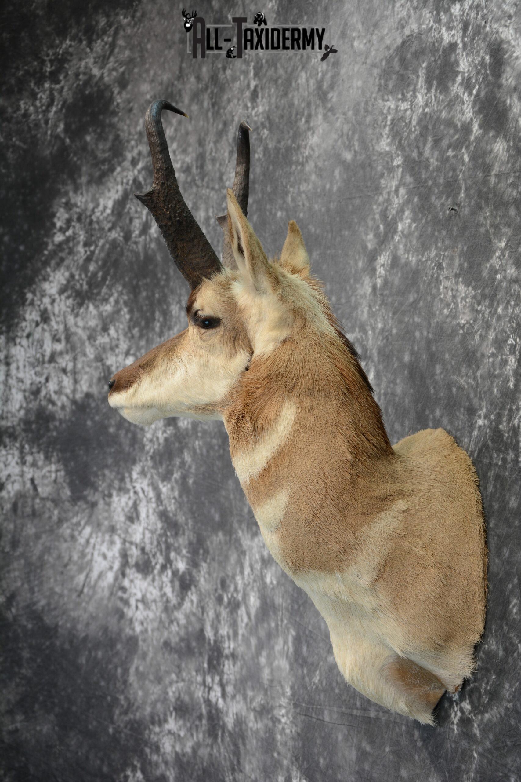 Pronghorn Antelope Taxidermy for Sale SKU 1079 - Image 4