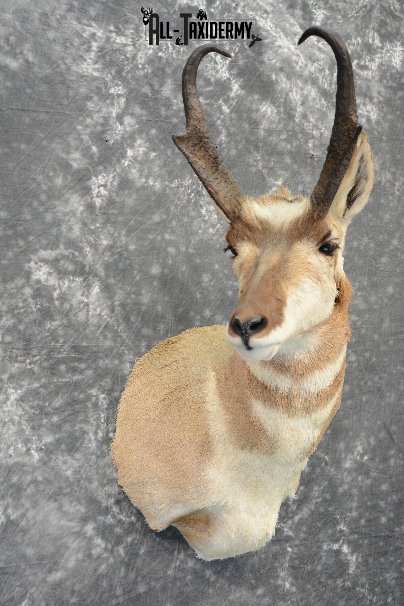 Pronghorn Antelope Taxidermy for Sale SKU 1079 - Image 5
