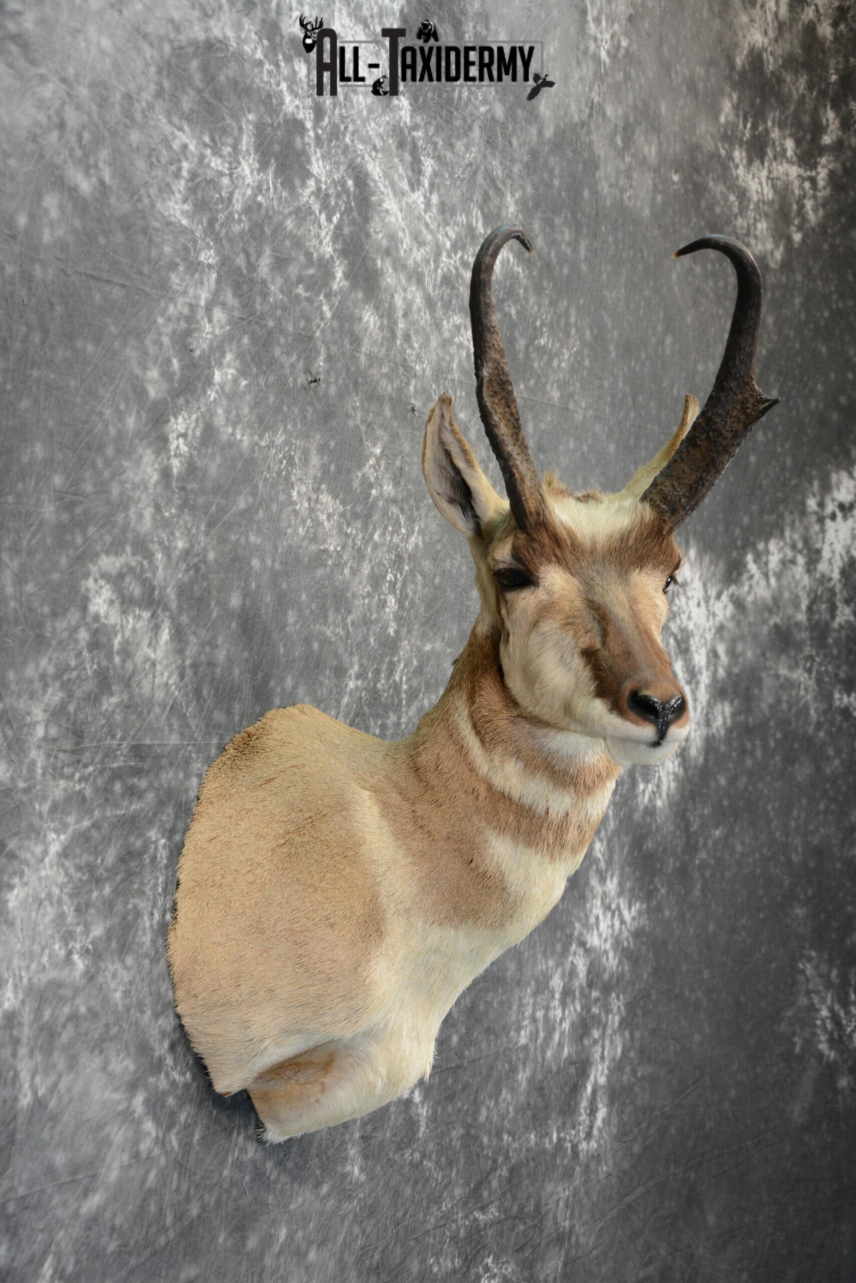 Pronghorn Antelope Taxidermy for Sale SKU 1079 - Image 6