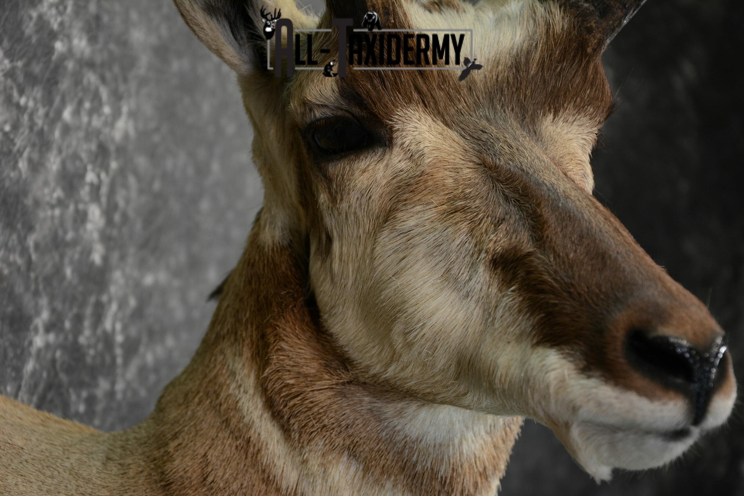 Pronghorn Antelope Taxidermy for Sale SKU 1079 - Image 7