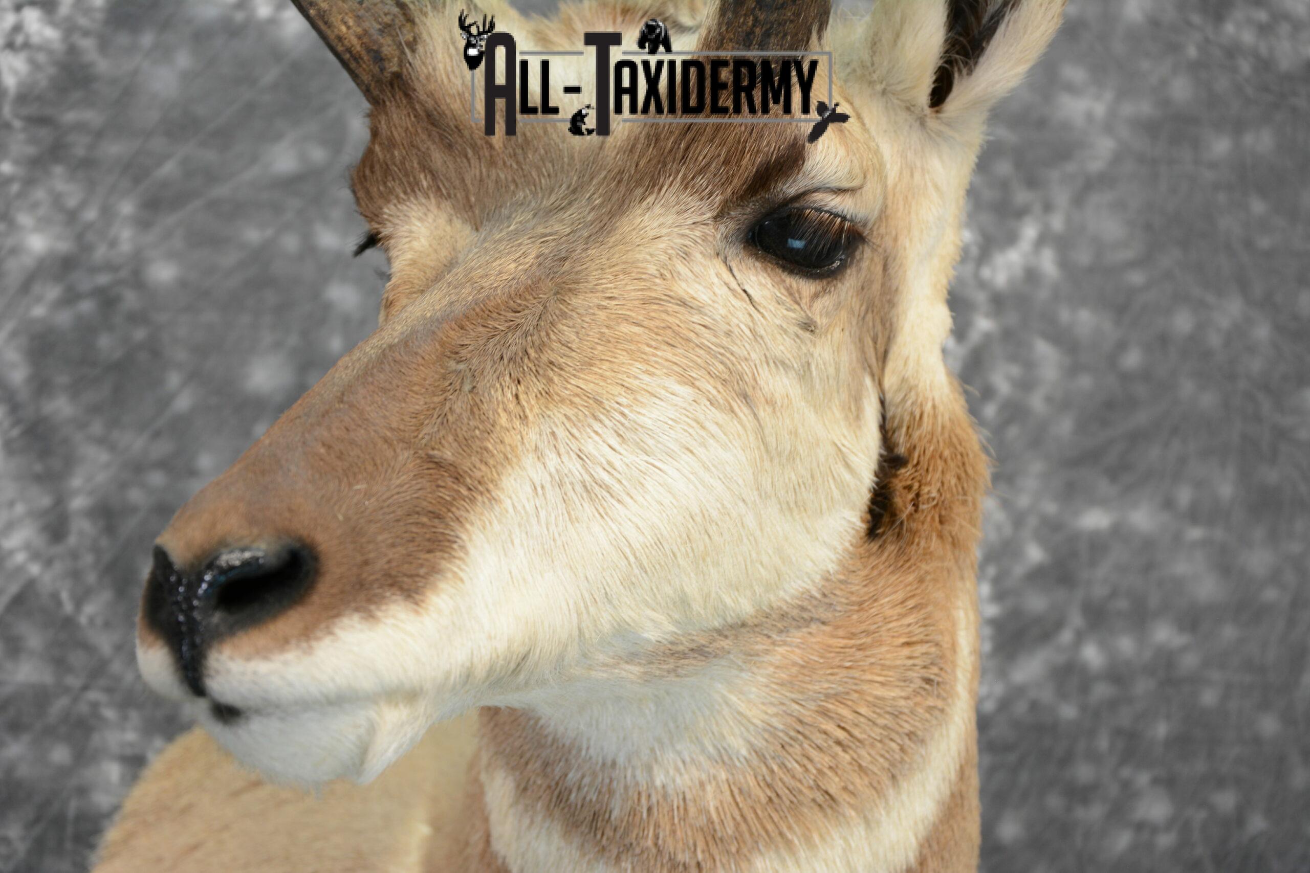 Pronghorn Antelope Taxidermy for Sale SKU 1079 - Image 8