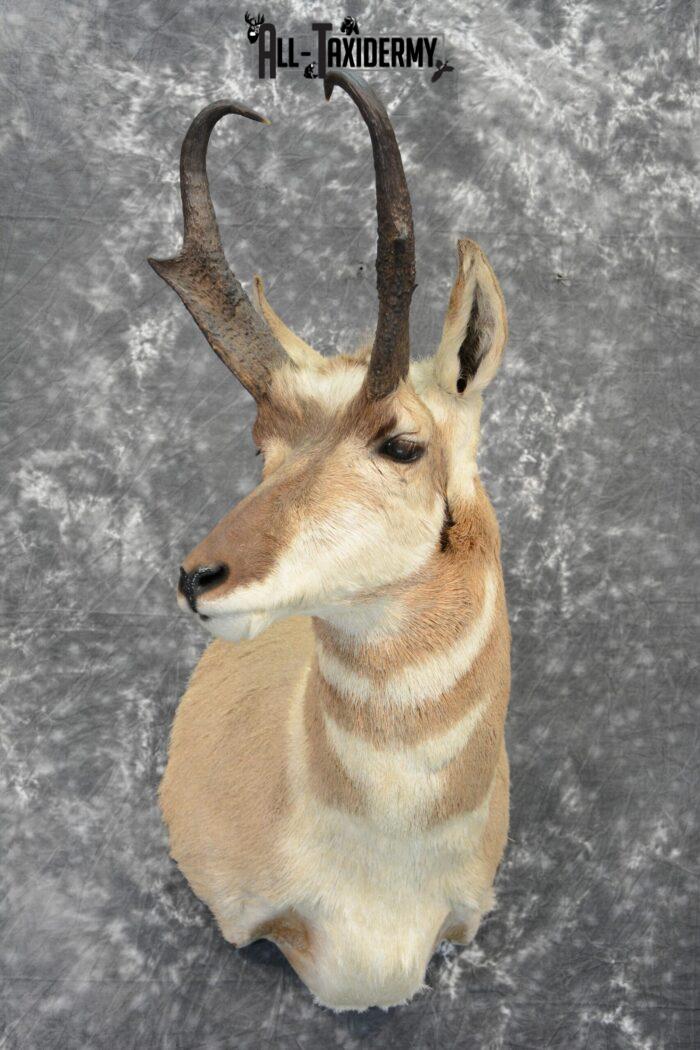 pronghorn mount