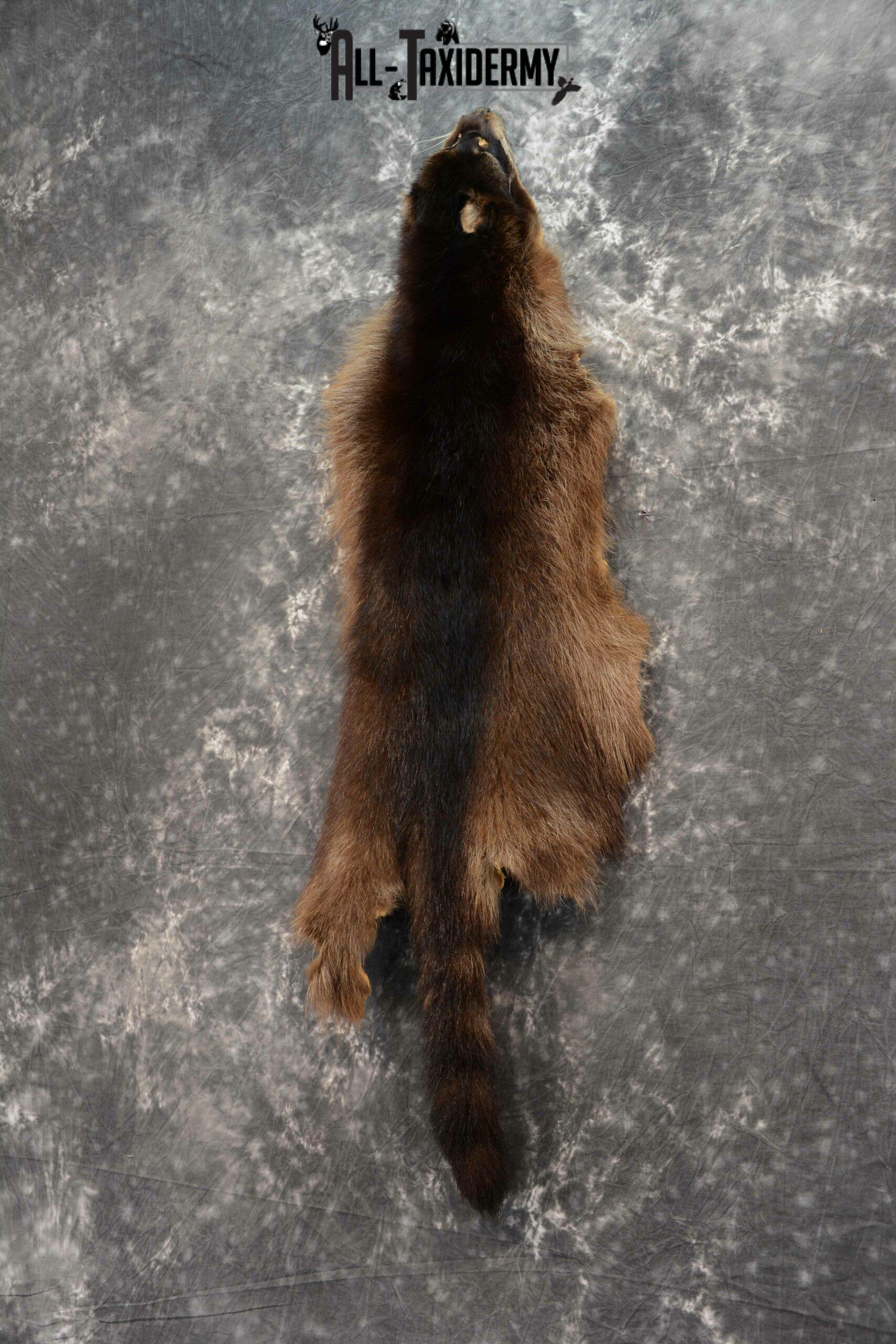 Raccoon Hide Pelt Taxidermy for Sale SKU 1124 - Image 3