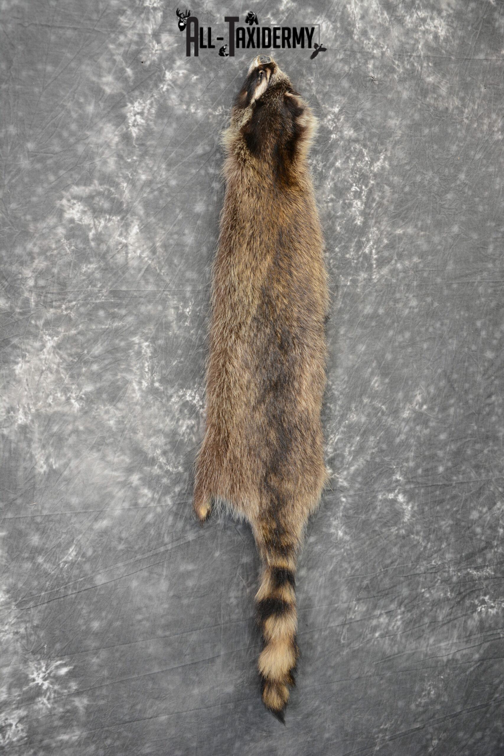 raccoon pelt