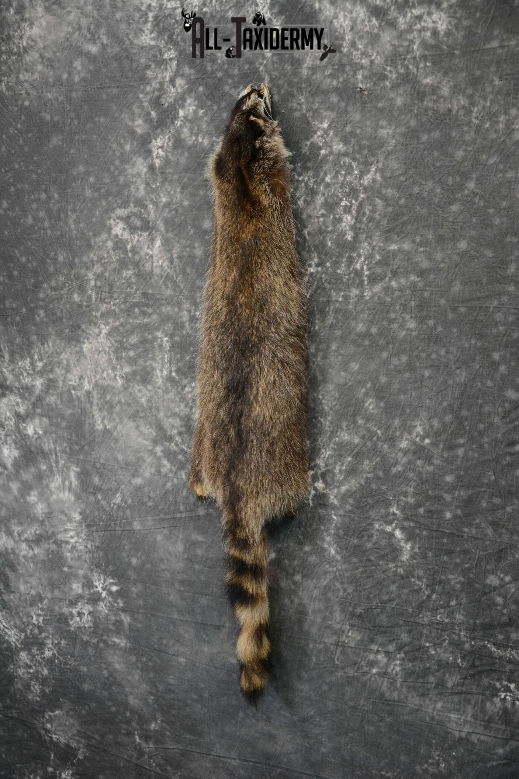 Raccoon Hide Pelt Taxidermy for Sale SKU 1106 - Image 3