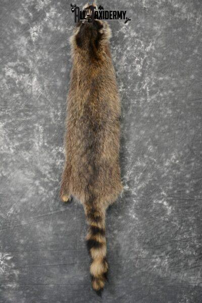 Raccoon pelt