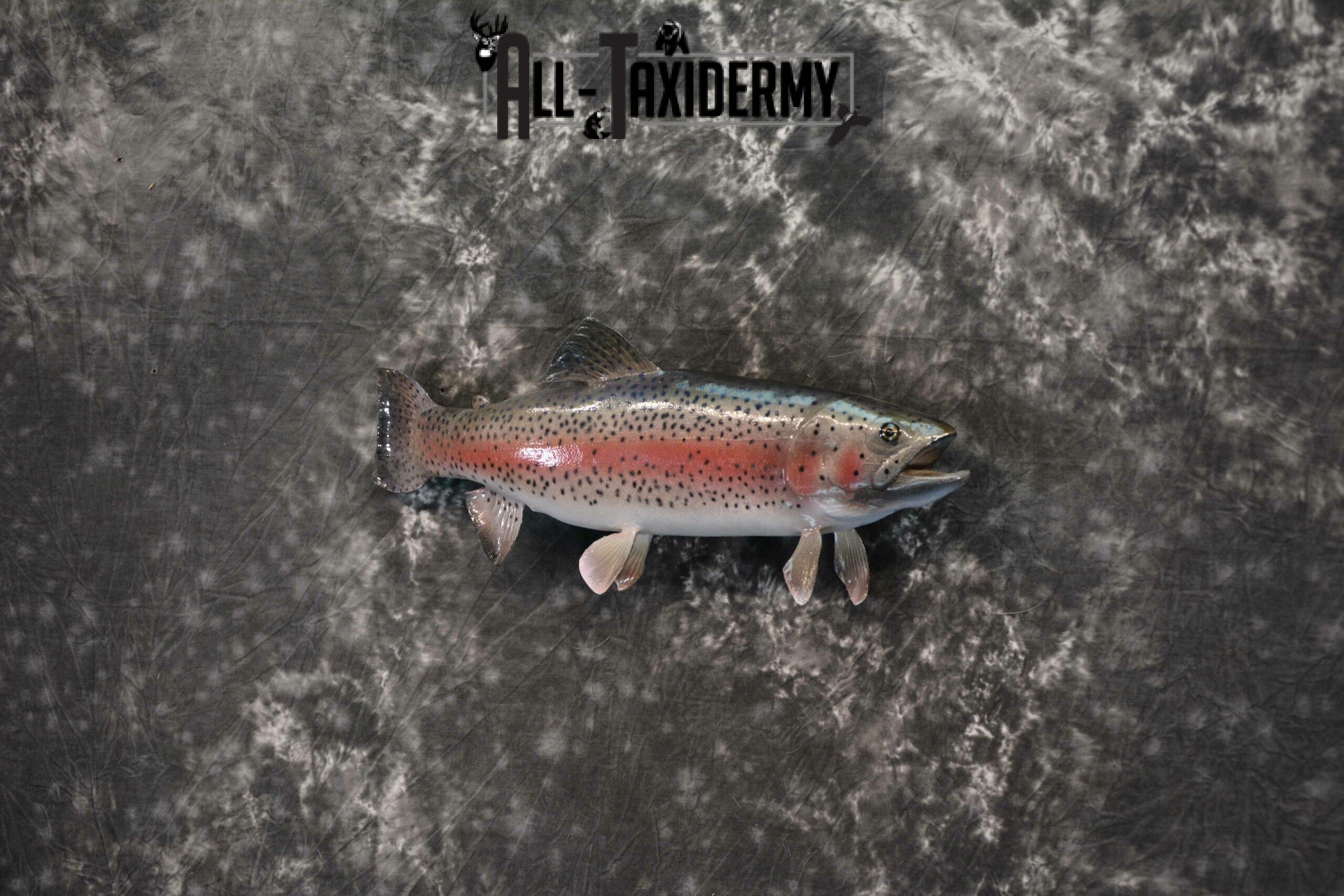 Rainbow Trout Taxidermy for sale SKU 1187 - Image 3
