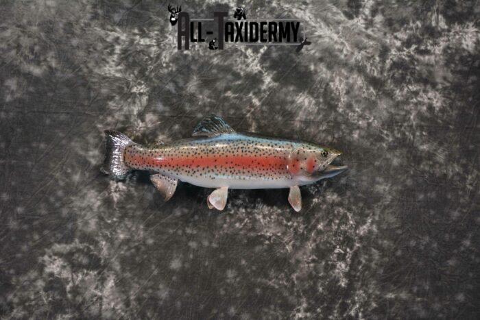 rainbow trout taxidermy