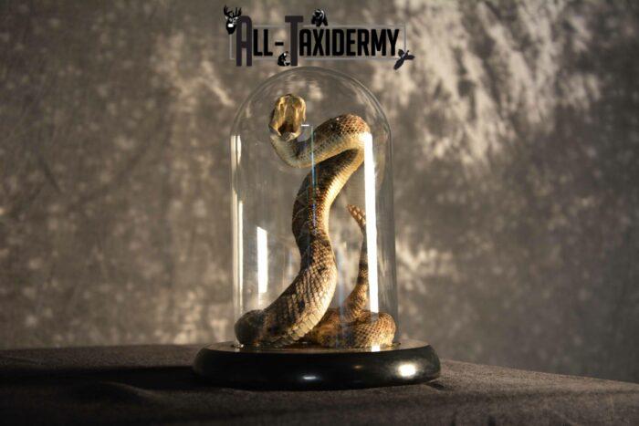 rattlesnake taxidermy