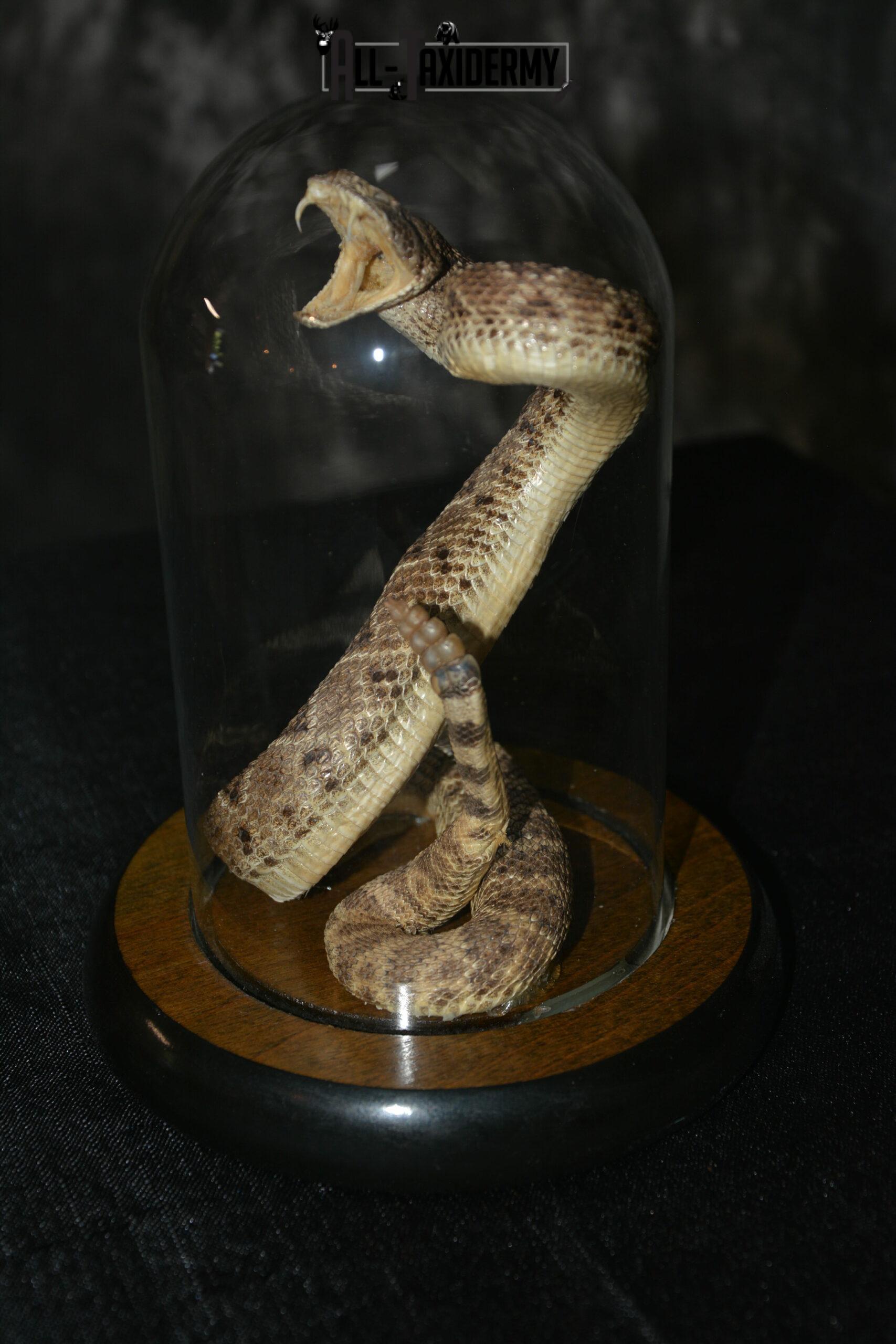 Western Diamondback Rattle snake taxidermy for sale SKU 1131 - All 