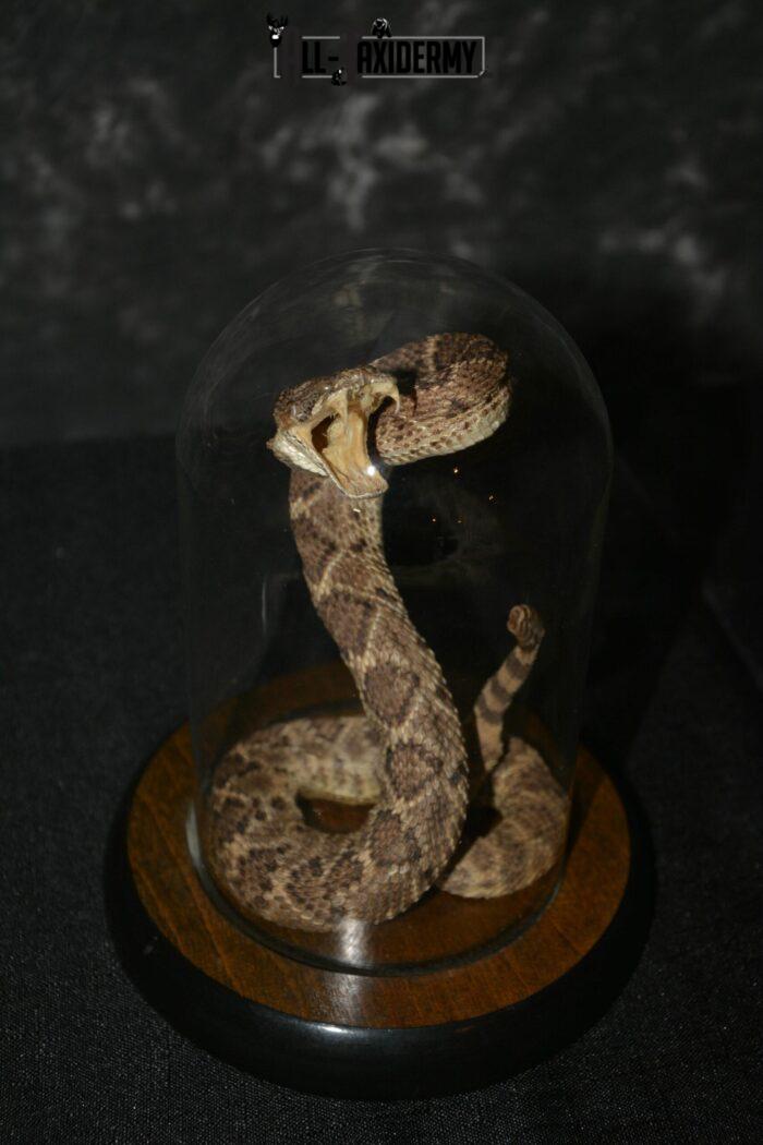 rattlesnake taxidermy