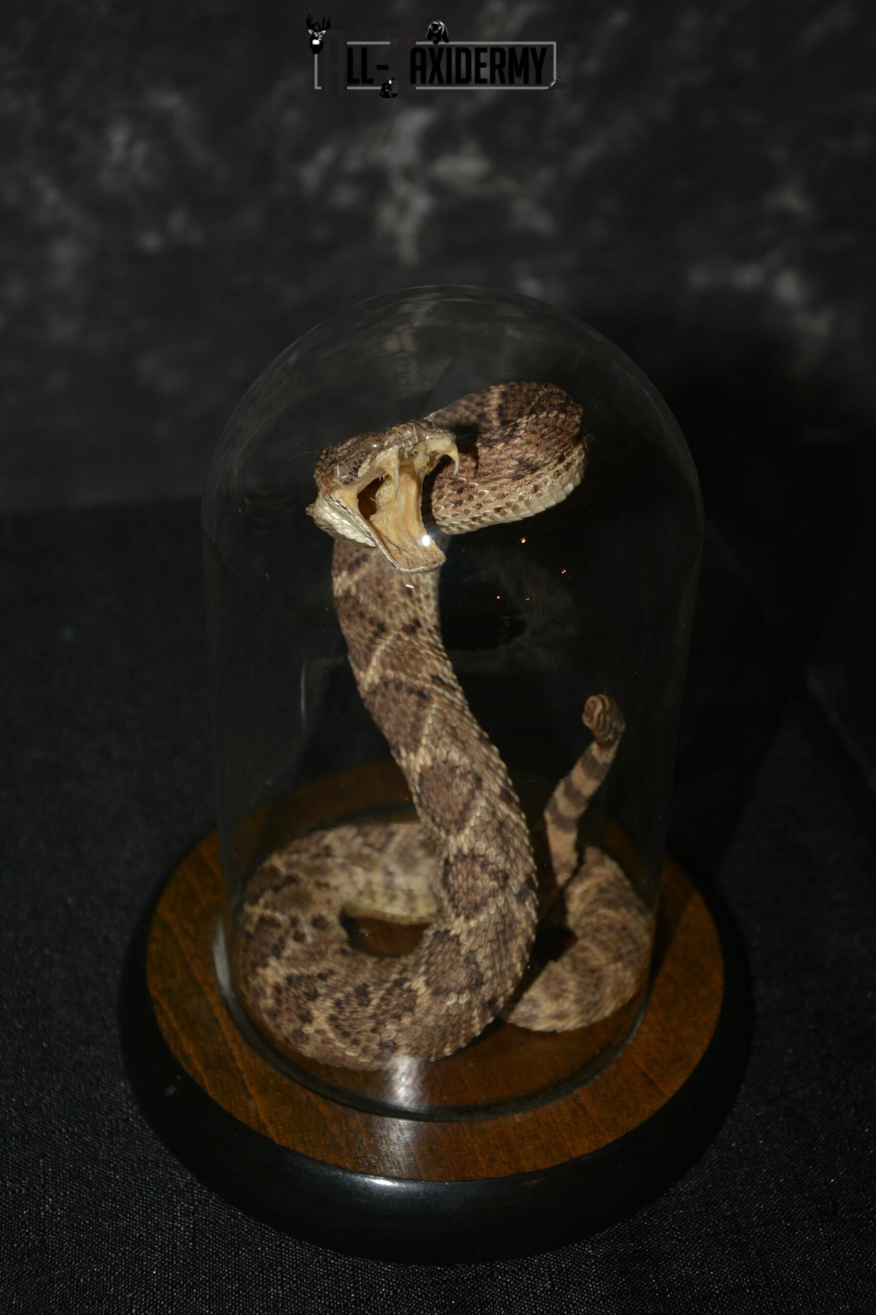 stuffed rattle snake