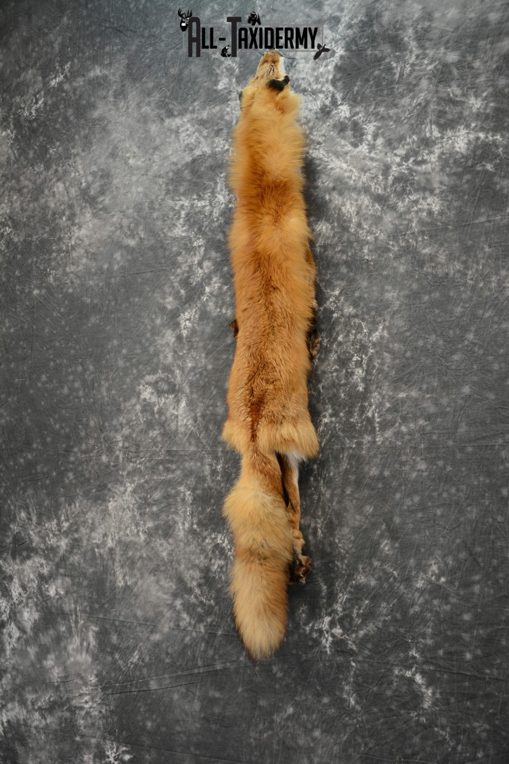 Red Fox Hide Pelt taxidermy for sale SKU 1120 - Image 3