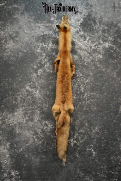 Red fox hide taxidermy