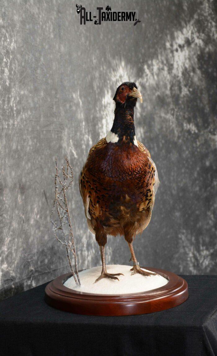 ringneck pheasant mount