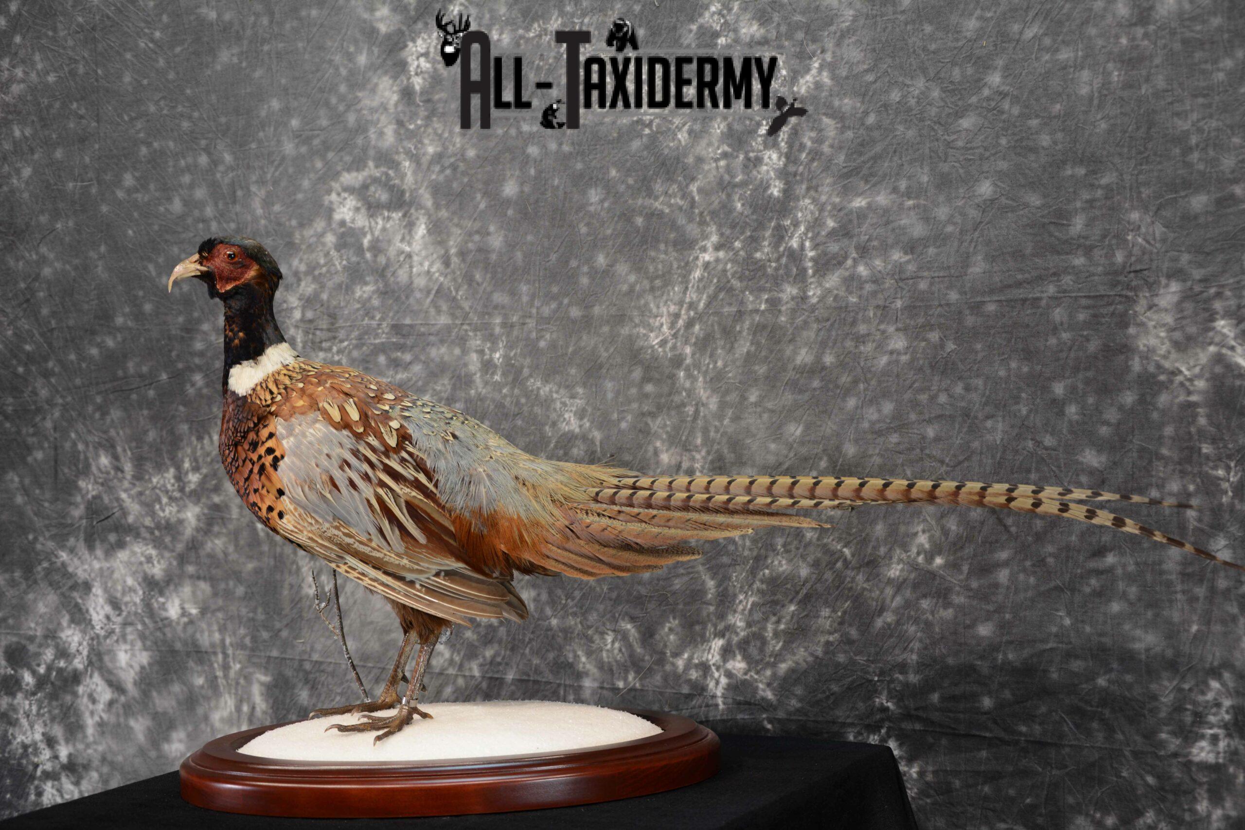 Ring-Necked Pheasant Taxidermy for Sale SKU 1113 - Image 3