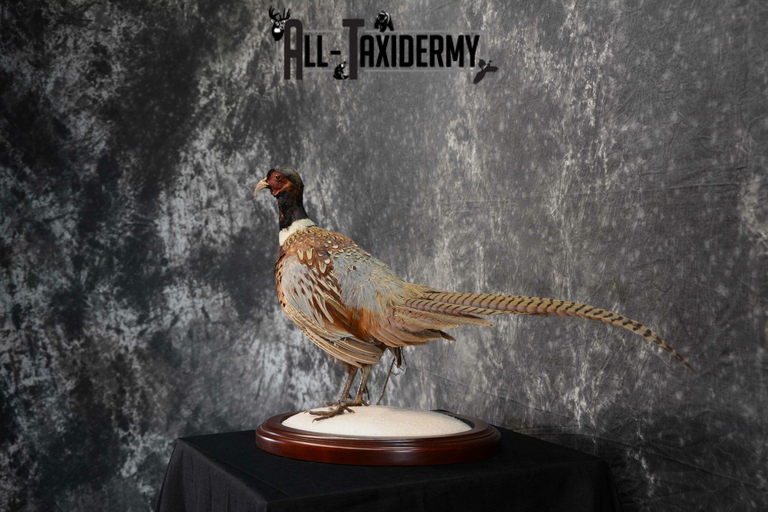 Ring-Necked Pheasant Taxidermy for Sale SKU 1113 - Image 4