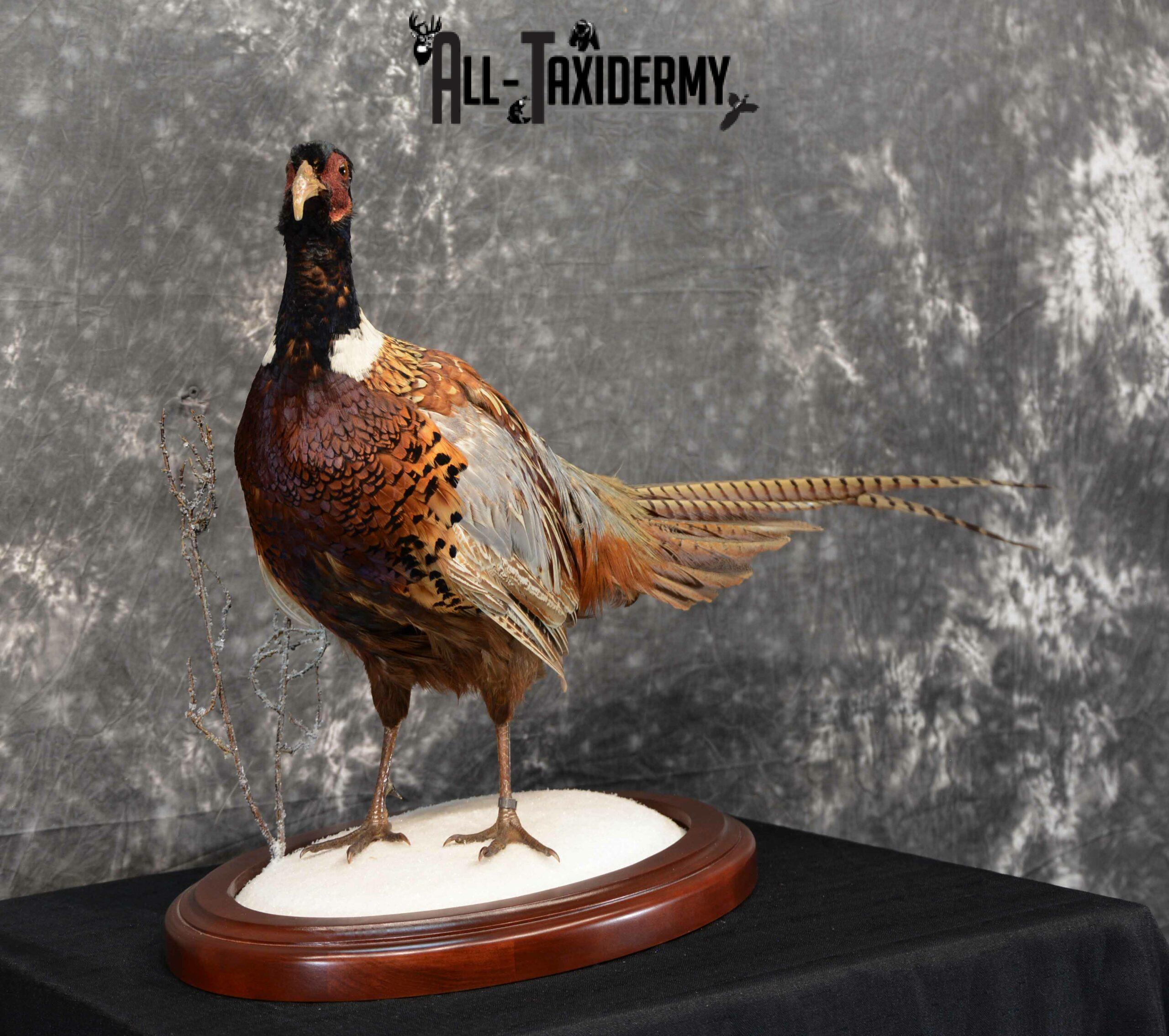Ring-Necked Pheasant Taxidermy for Sale SKU 1113 - Image 5