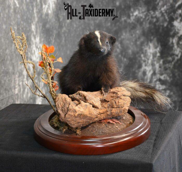 skunk taxidermy