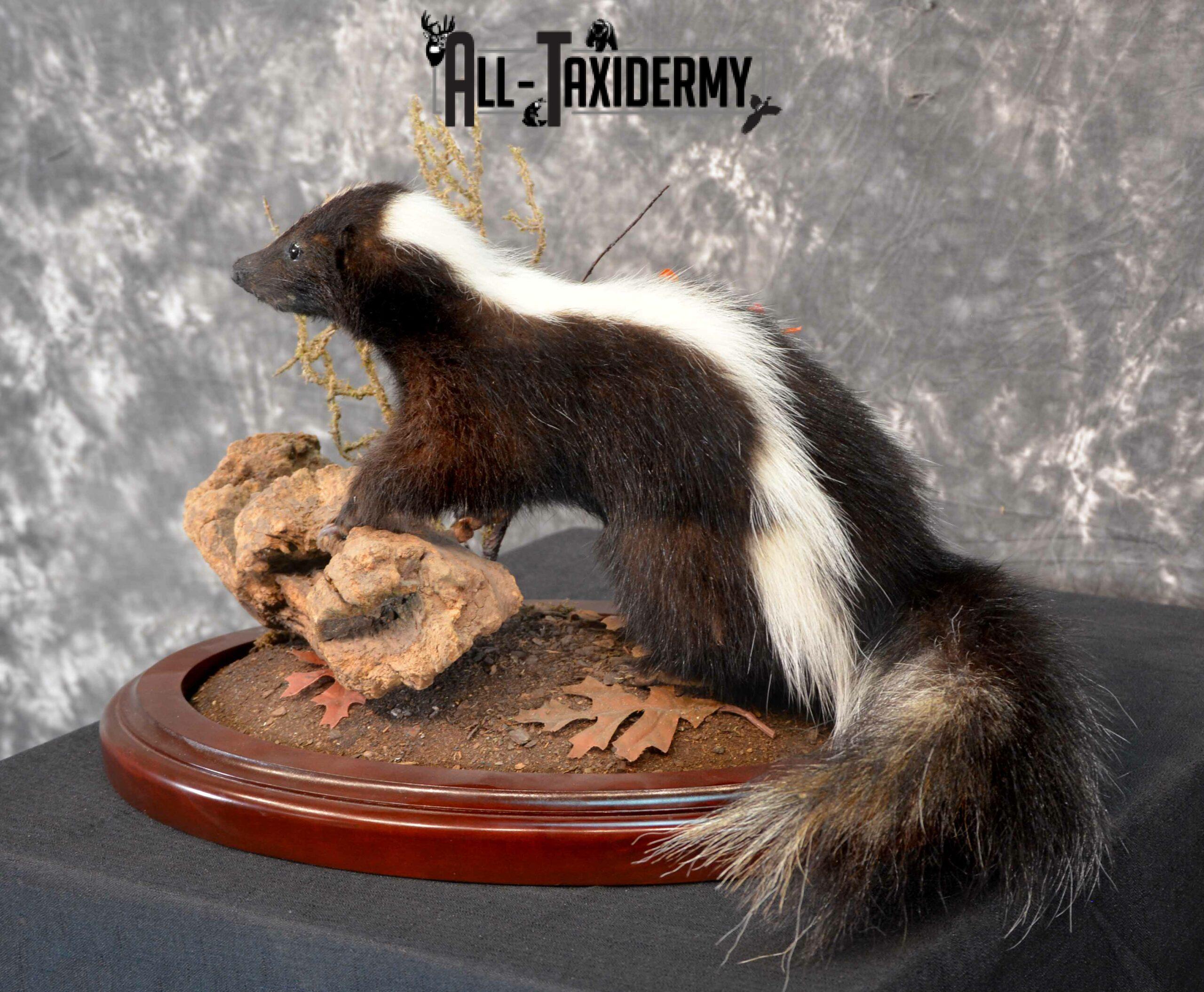 Skunk Taxidermy for Sale SKU 1166 - Image 2