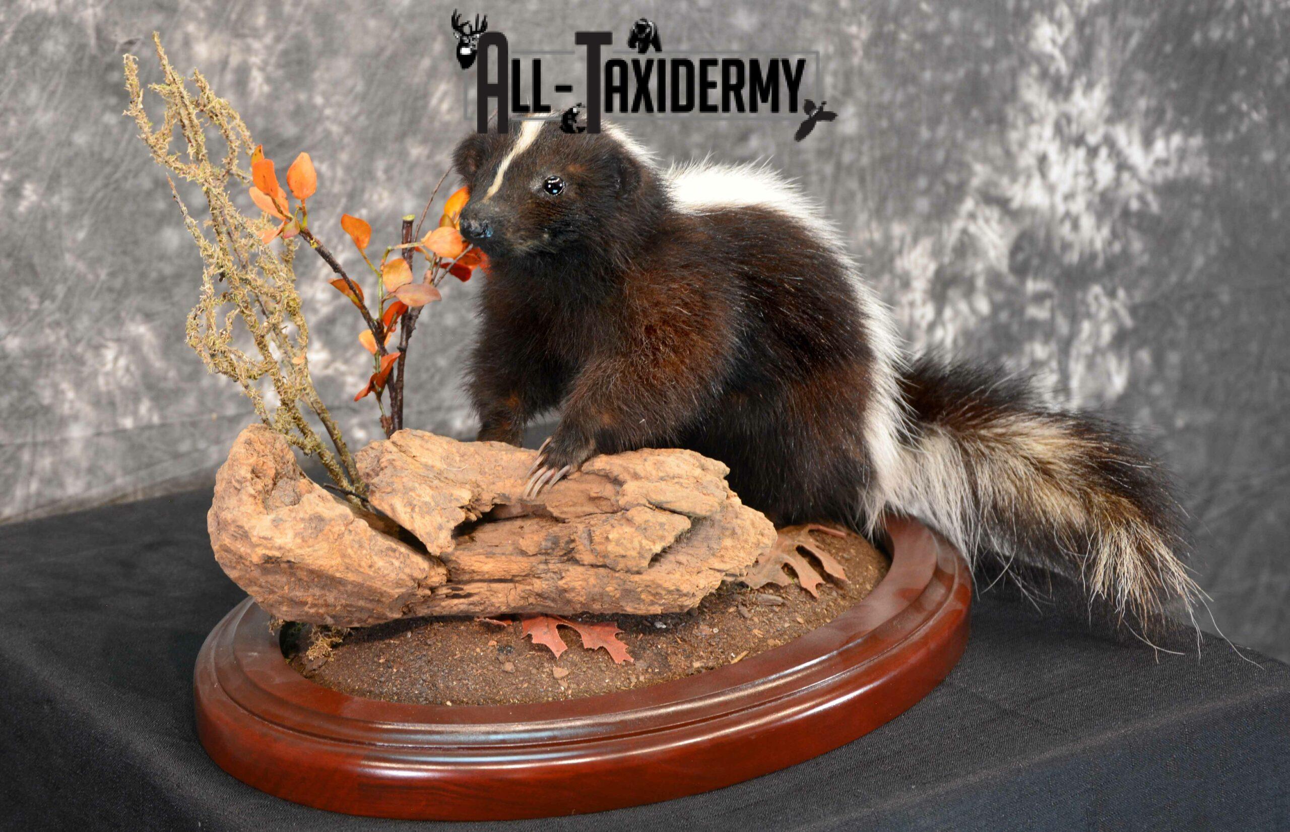 Skunk Taxidermy for Sale SKU 1166 - Image 3