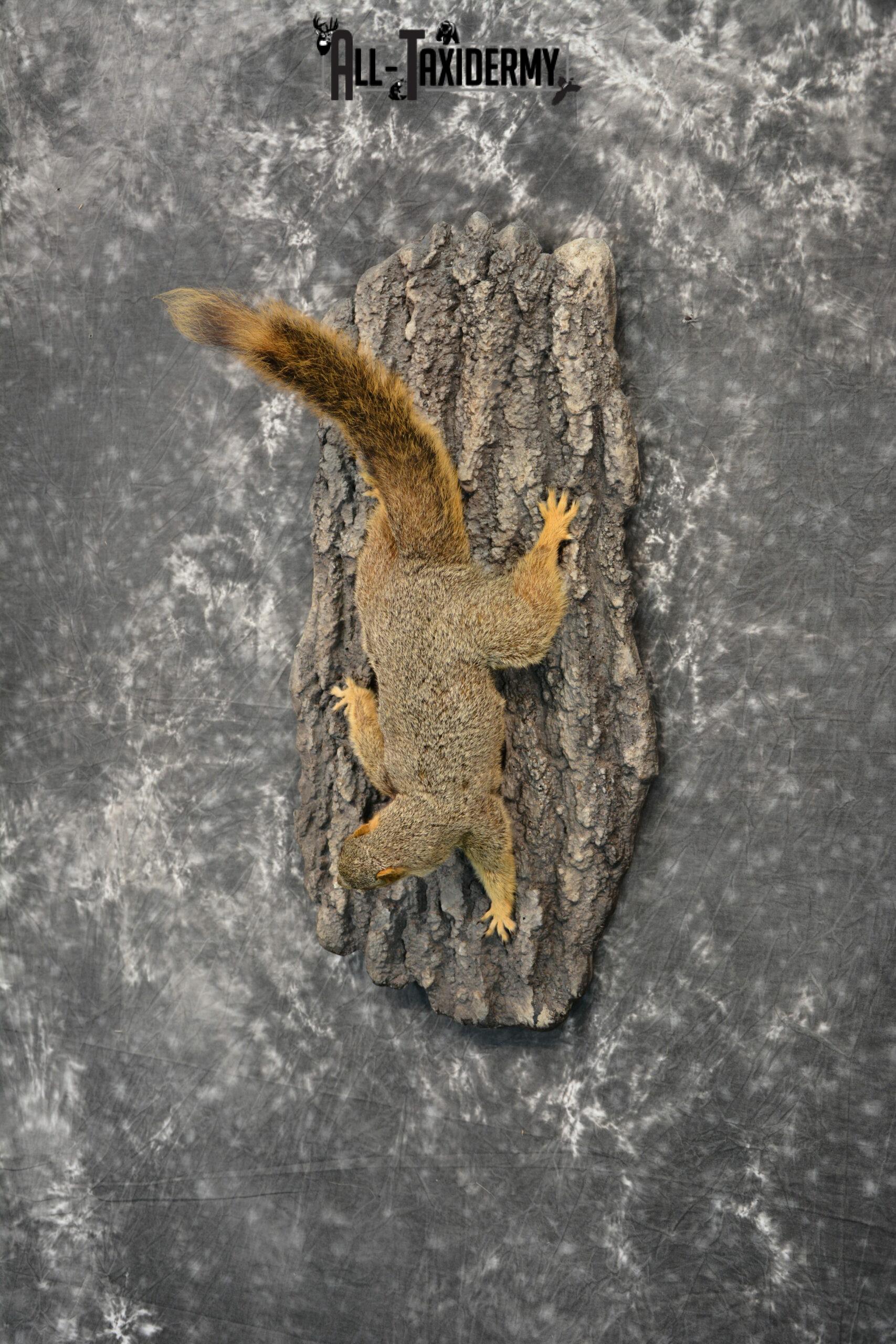 Fox Squirrel Taxidermy mount for Sale SKU 1096 - Image 2