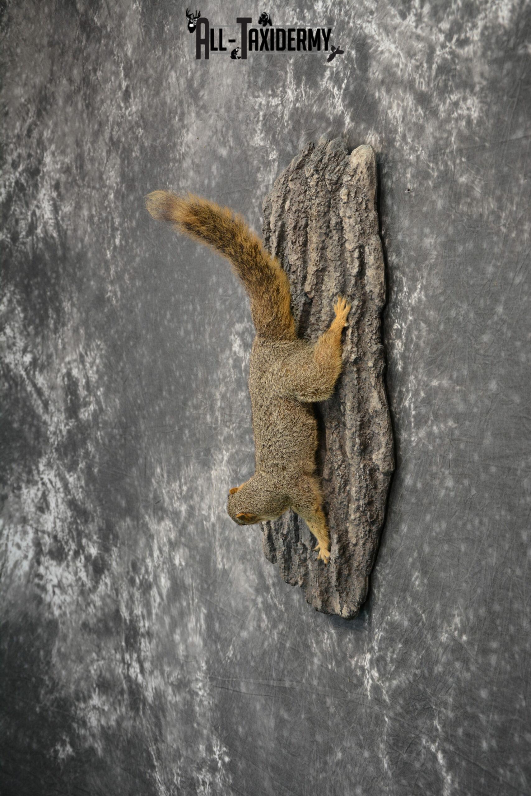 Fox Squirrel Taxidermy mount for Sale SKU 1096 - Image 3