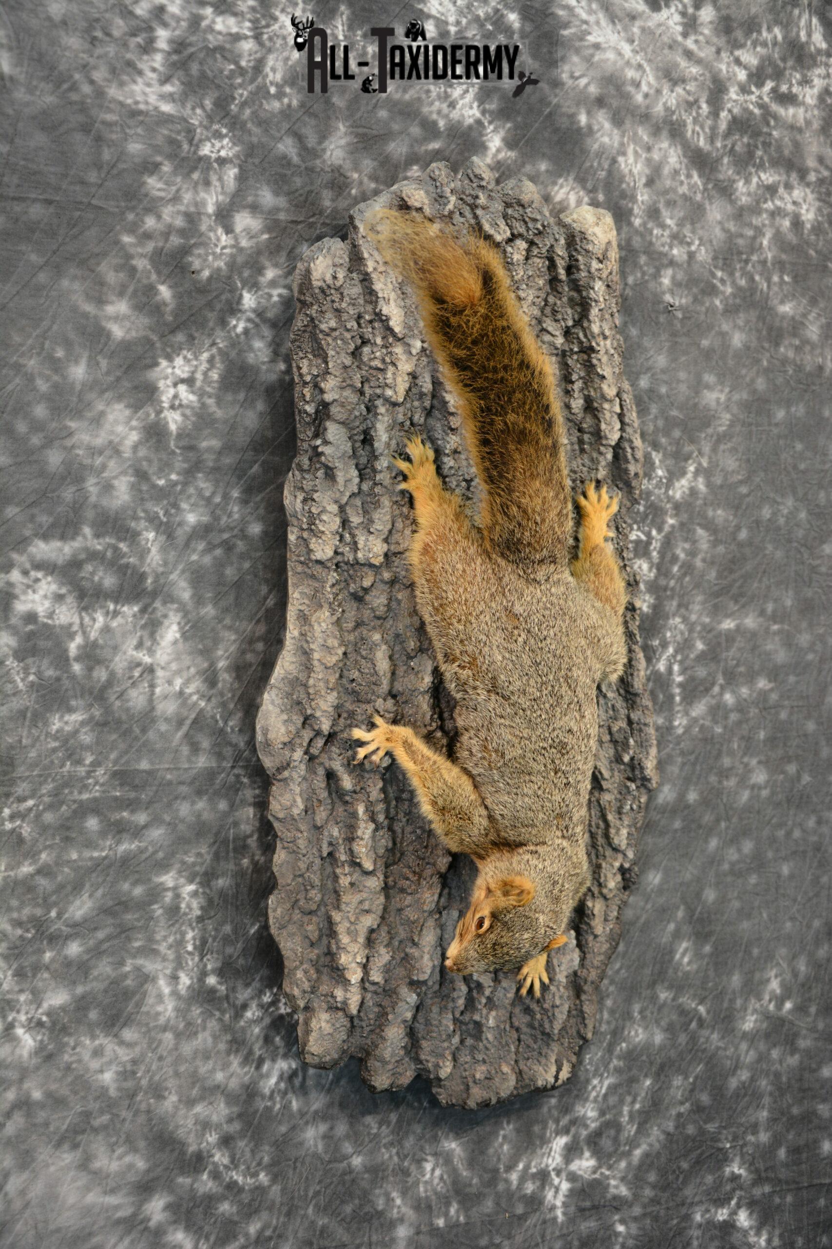 Fox Squirrel Taxidermy mount for Sale SKU 1096 - Image 4