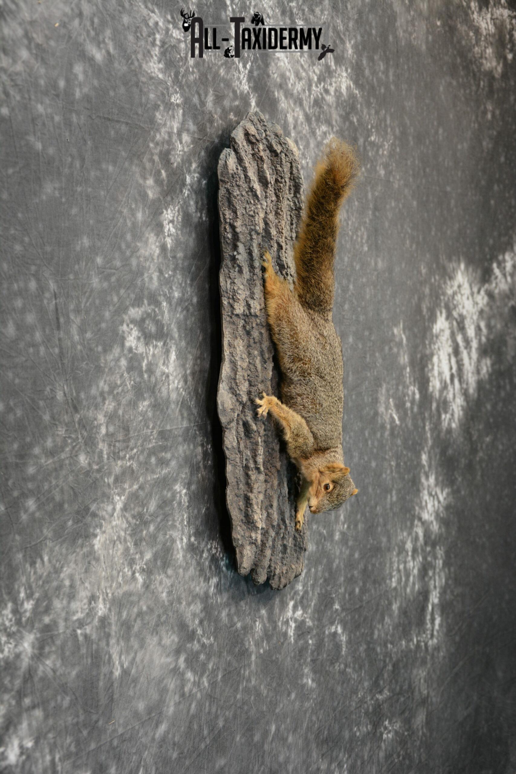 Fox Squirrel Taxidermy mount for Sale SKU 1096 - Image 5