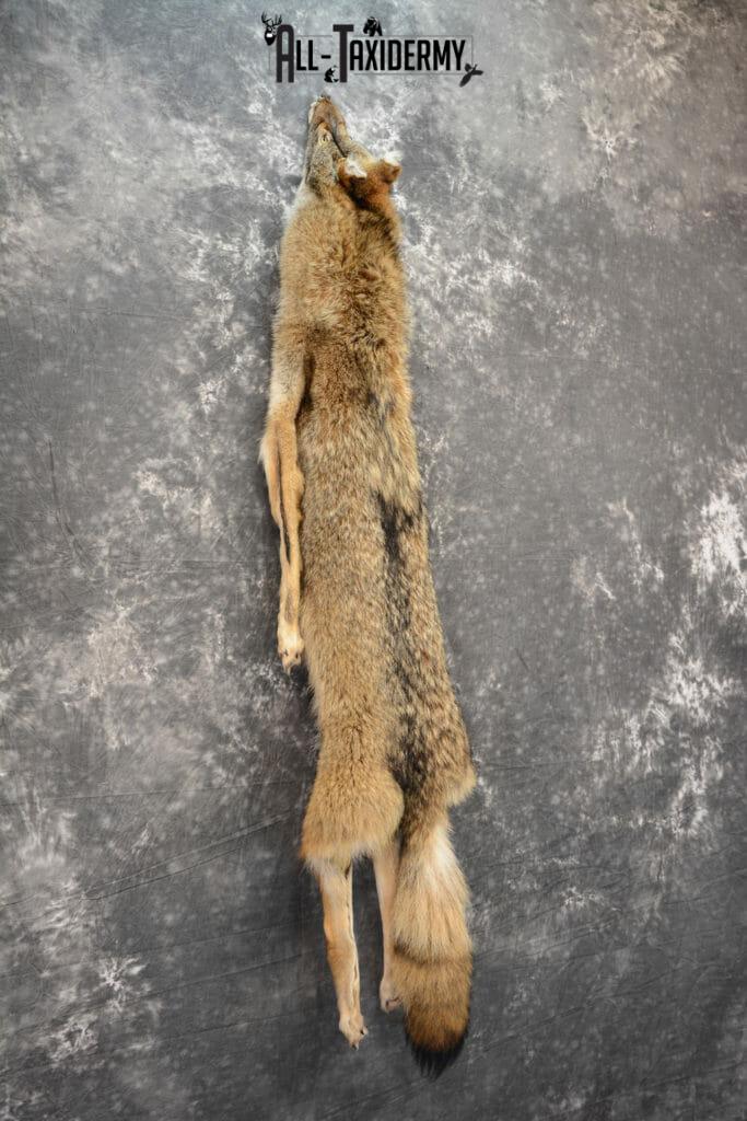 Coyote Hide Taxidermy for sale SKU 1118 All Taxidermy