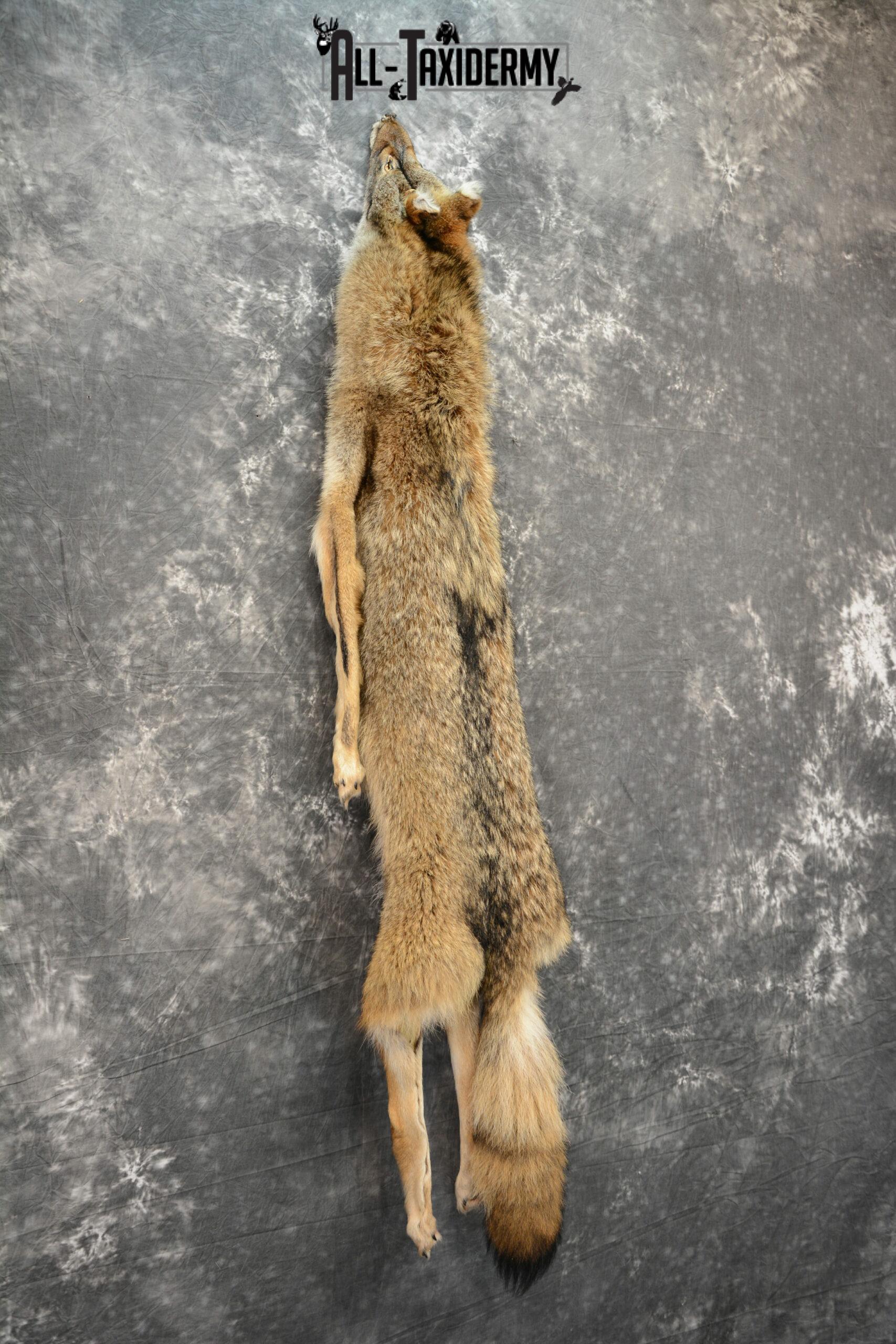 taxidermy coyote pelt