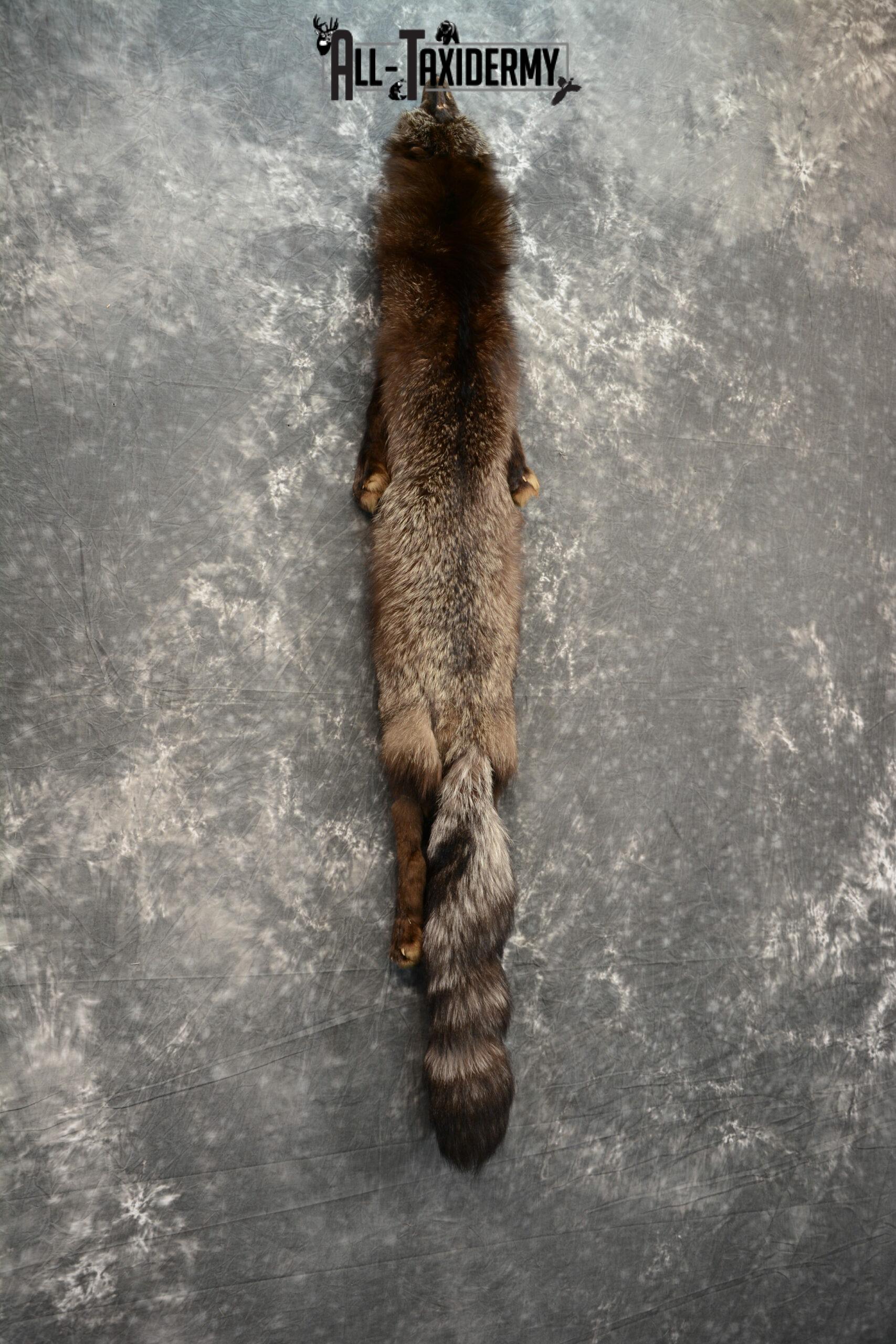 Cross Fox Taxidermy for sale SKU 1119 - Image 3