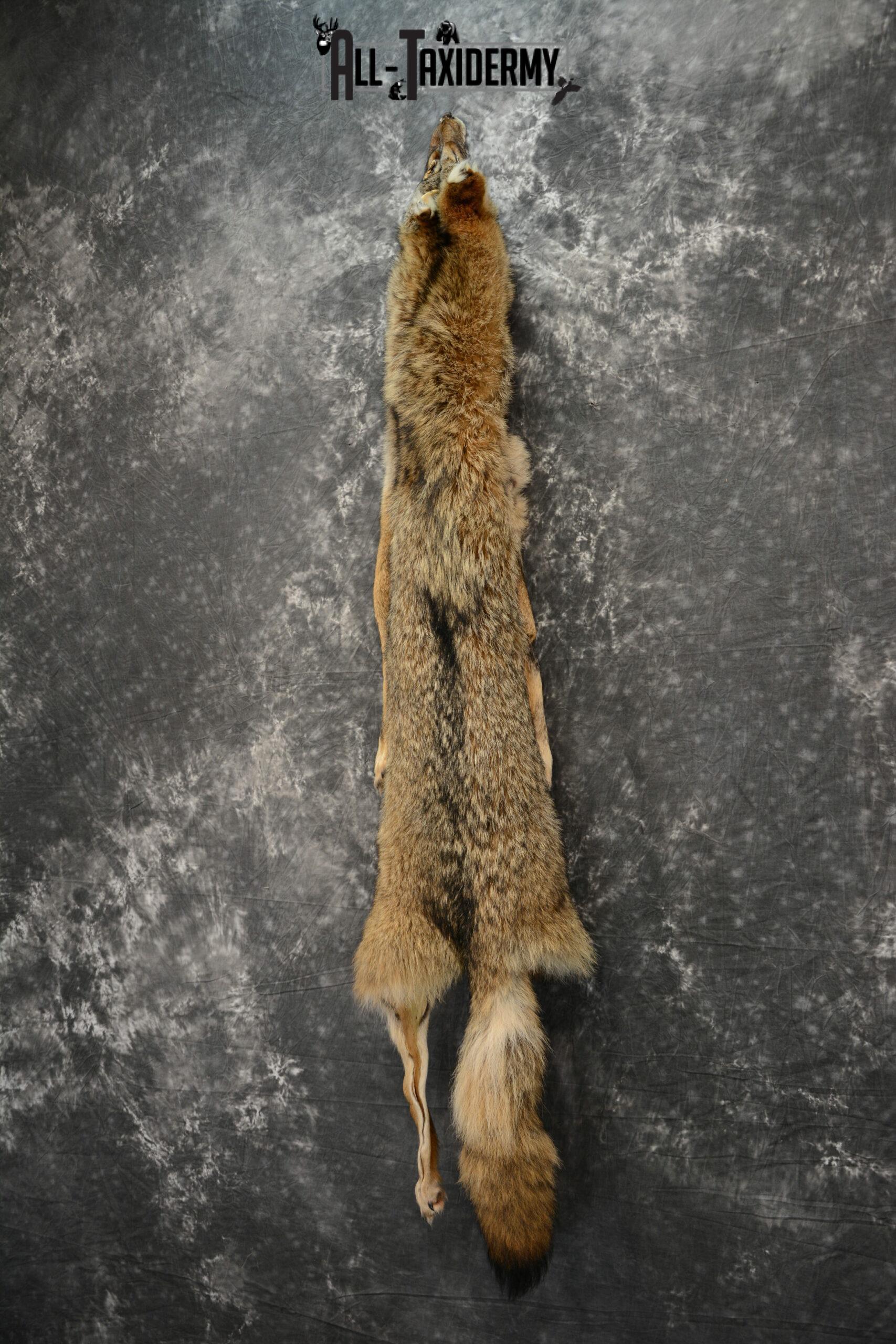Coyote Hide Taxidermy for sale SKU 1118 - Image 3
