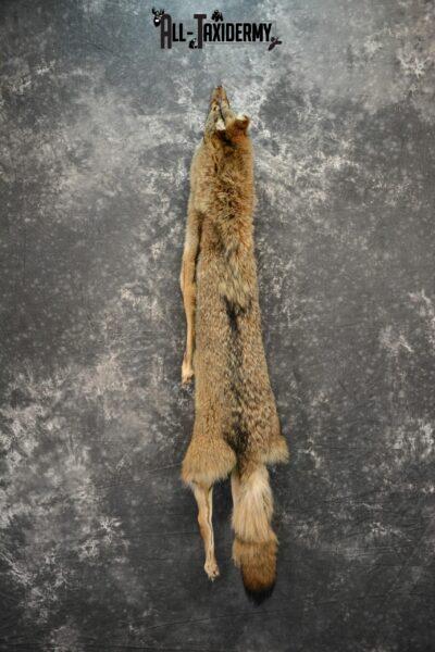 Taxidermy coyote pelt