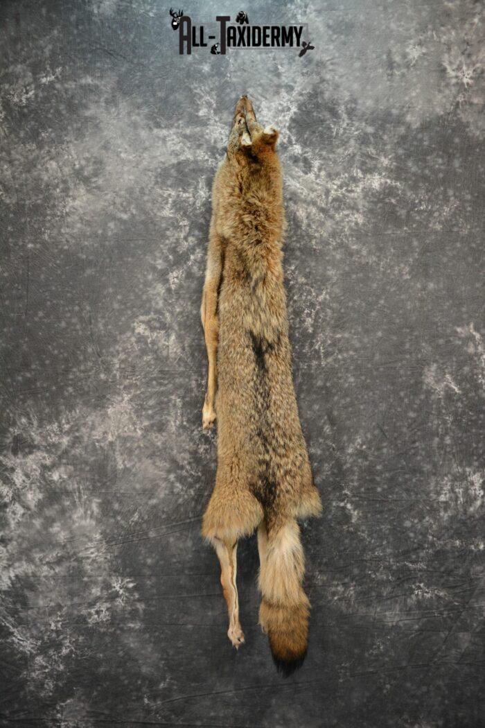 Taxidermy coyote pelt